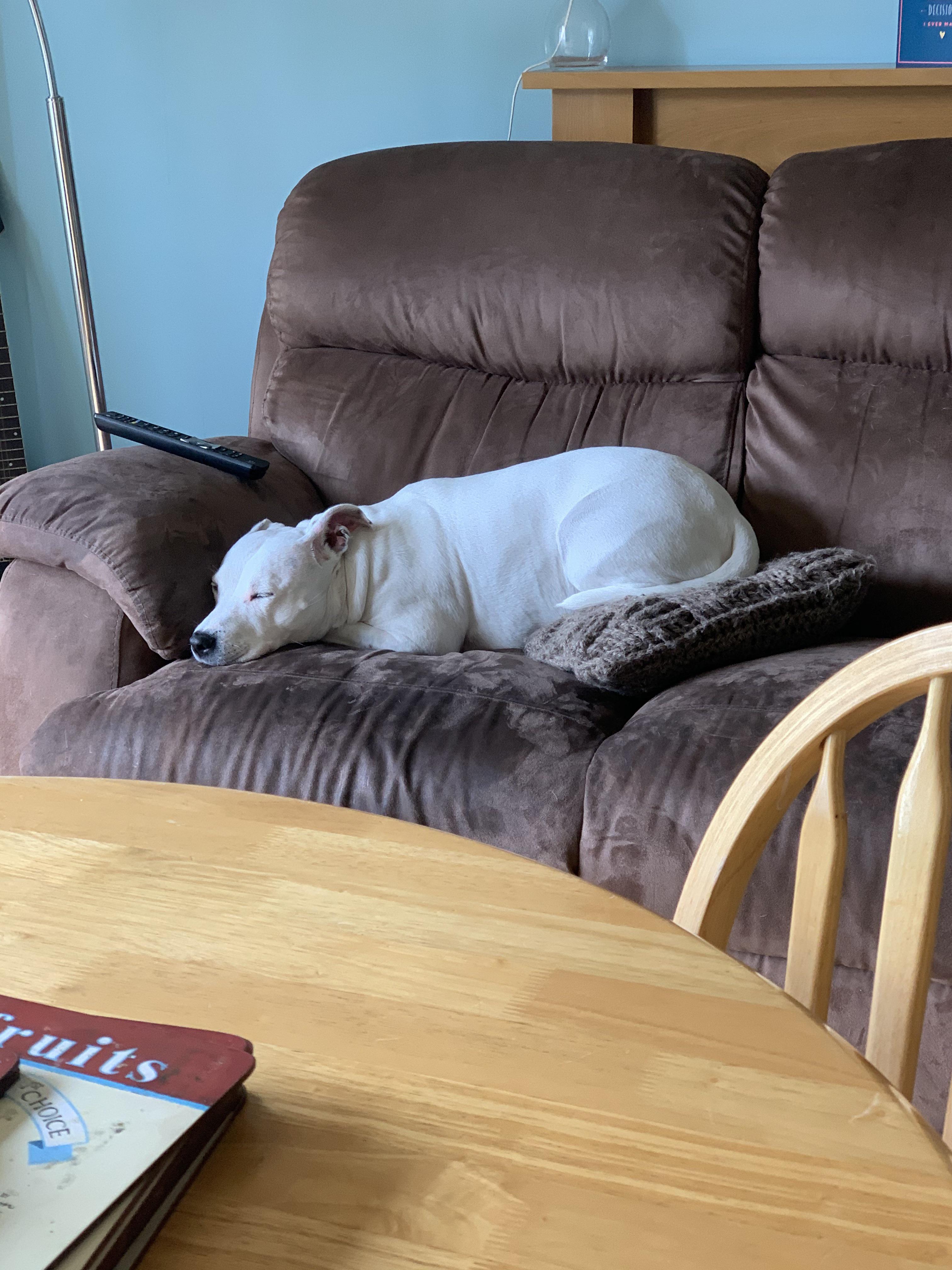 Not exactly a conventional way of using a pillow... r/dogsusingpillows