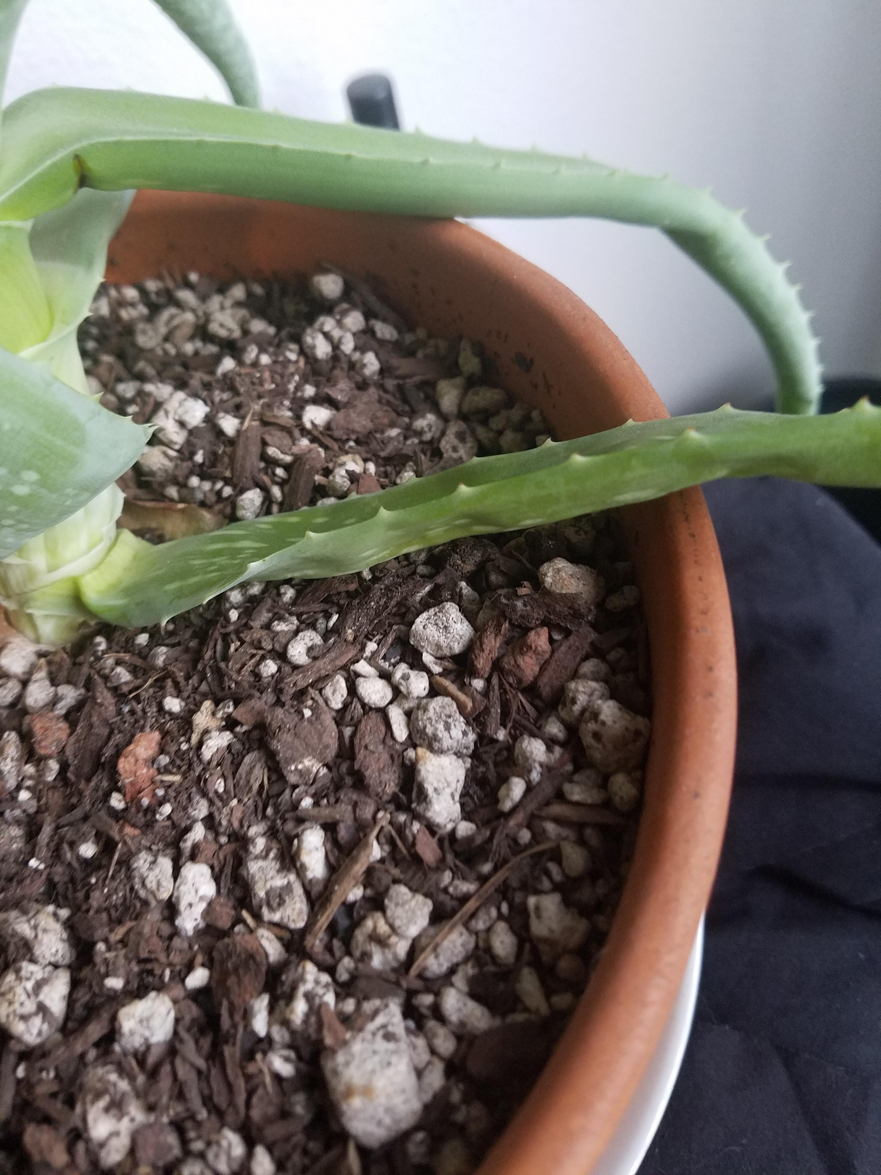 My aloe is wilting and getting wrinkly and leathery from the bottom up