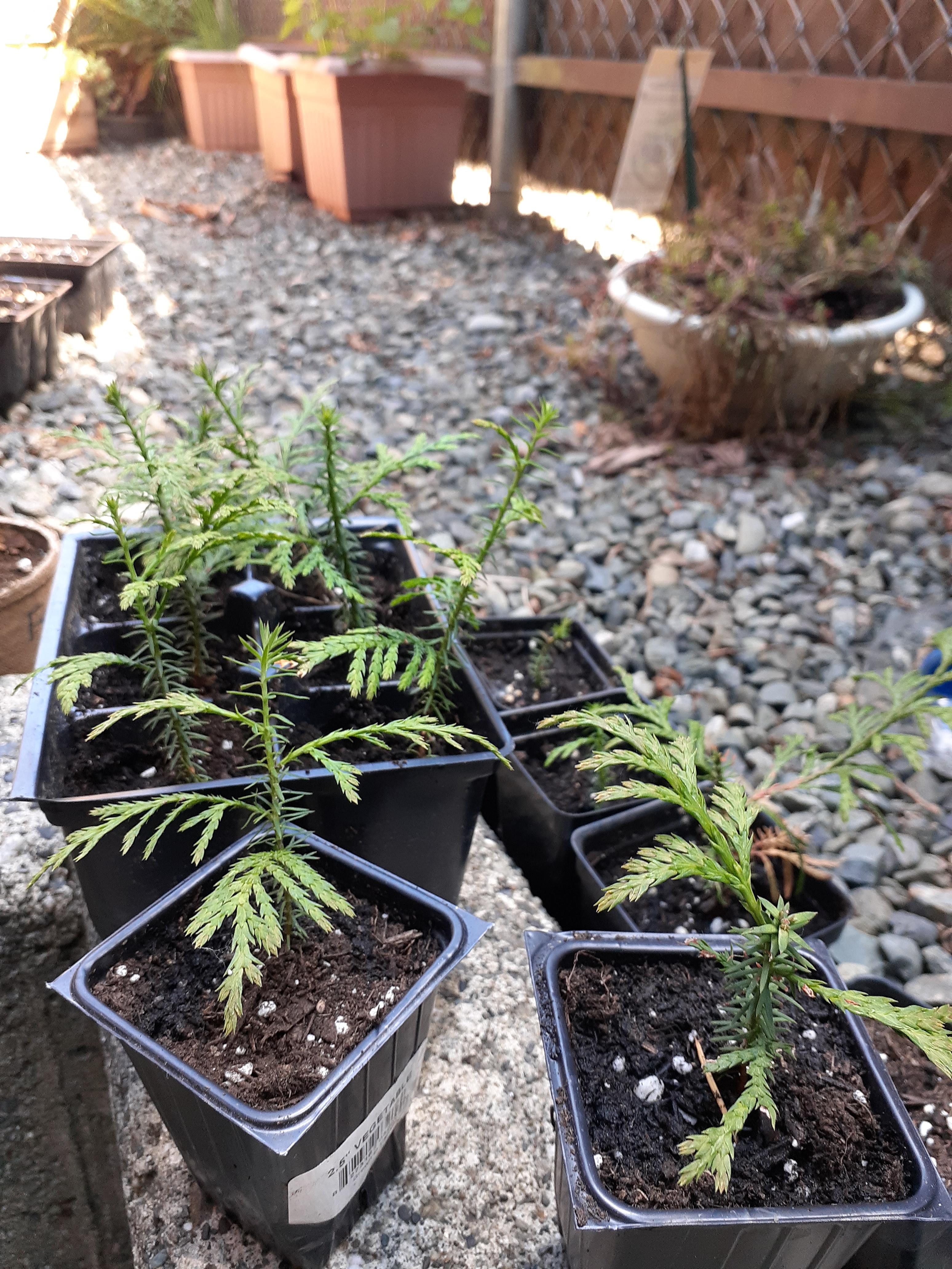 Meet my Western Red Cedar seedlings! r/gardening