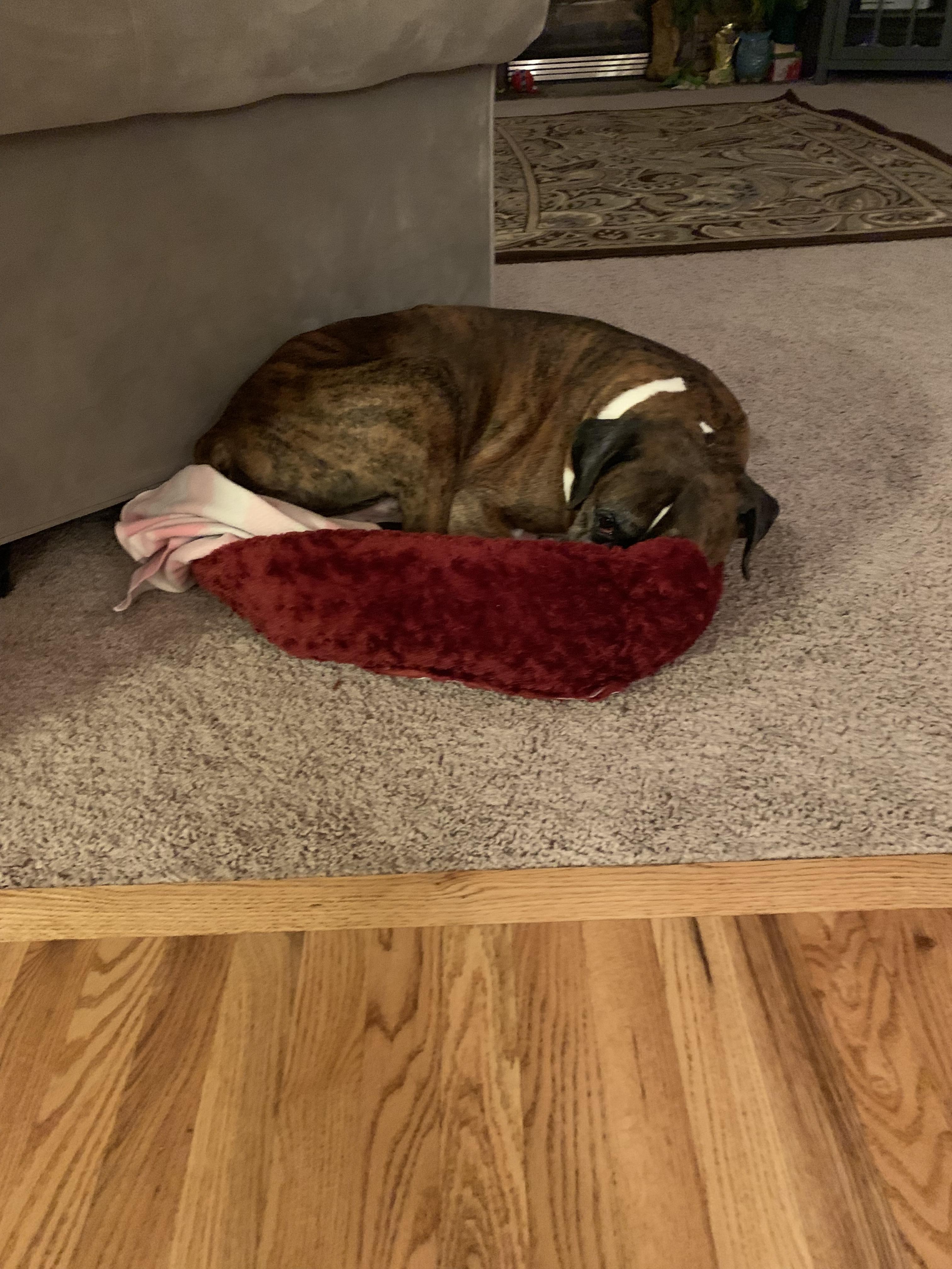 We got this dog bed for our small dog and our big dog thought it would