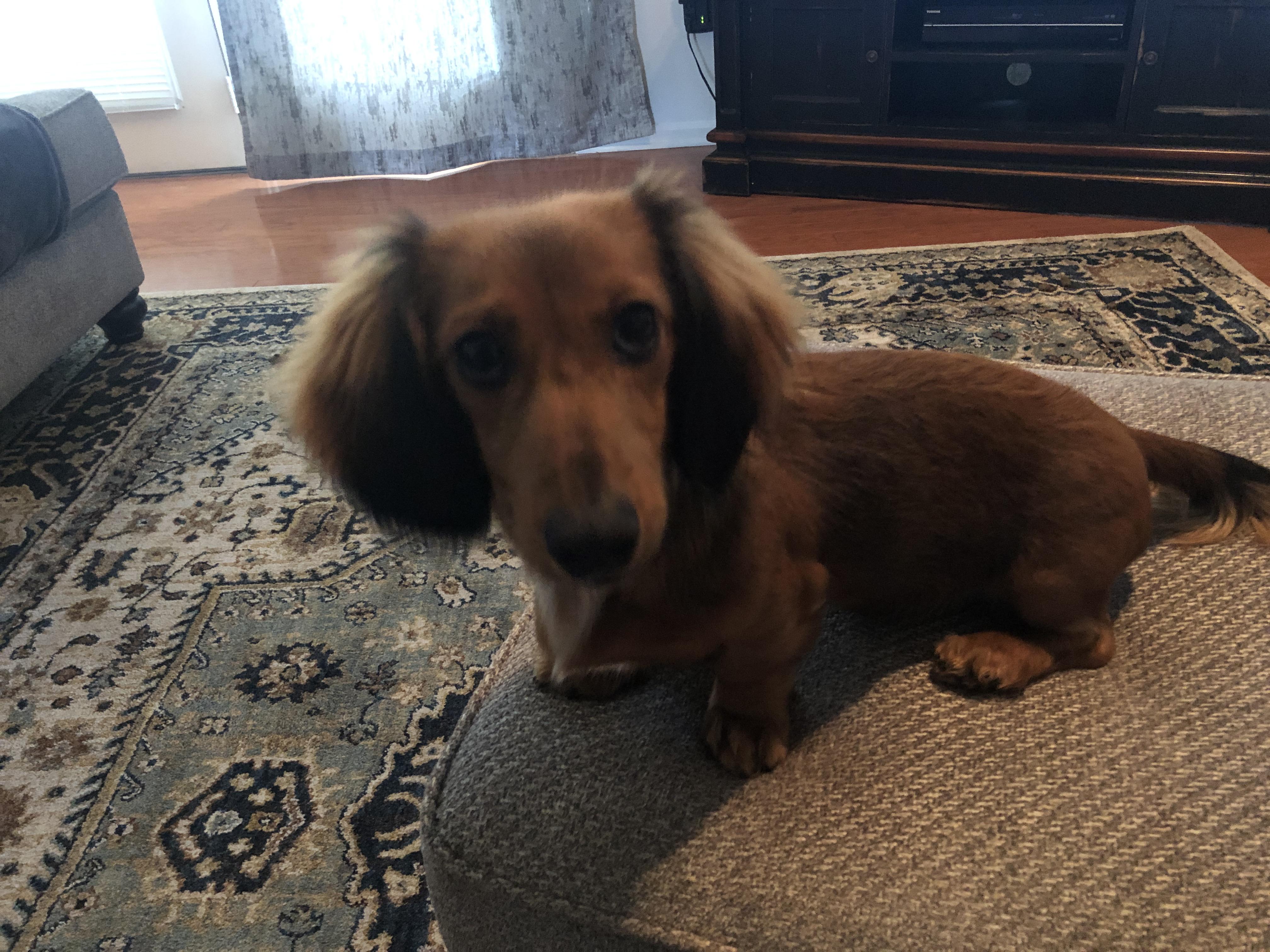 QuestionI have a longhair Dachshund miniature. He’s 6
