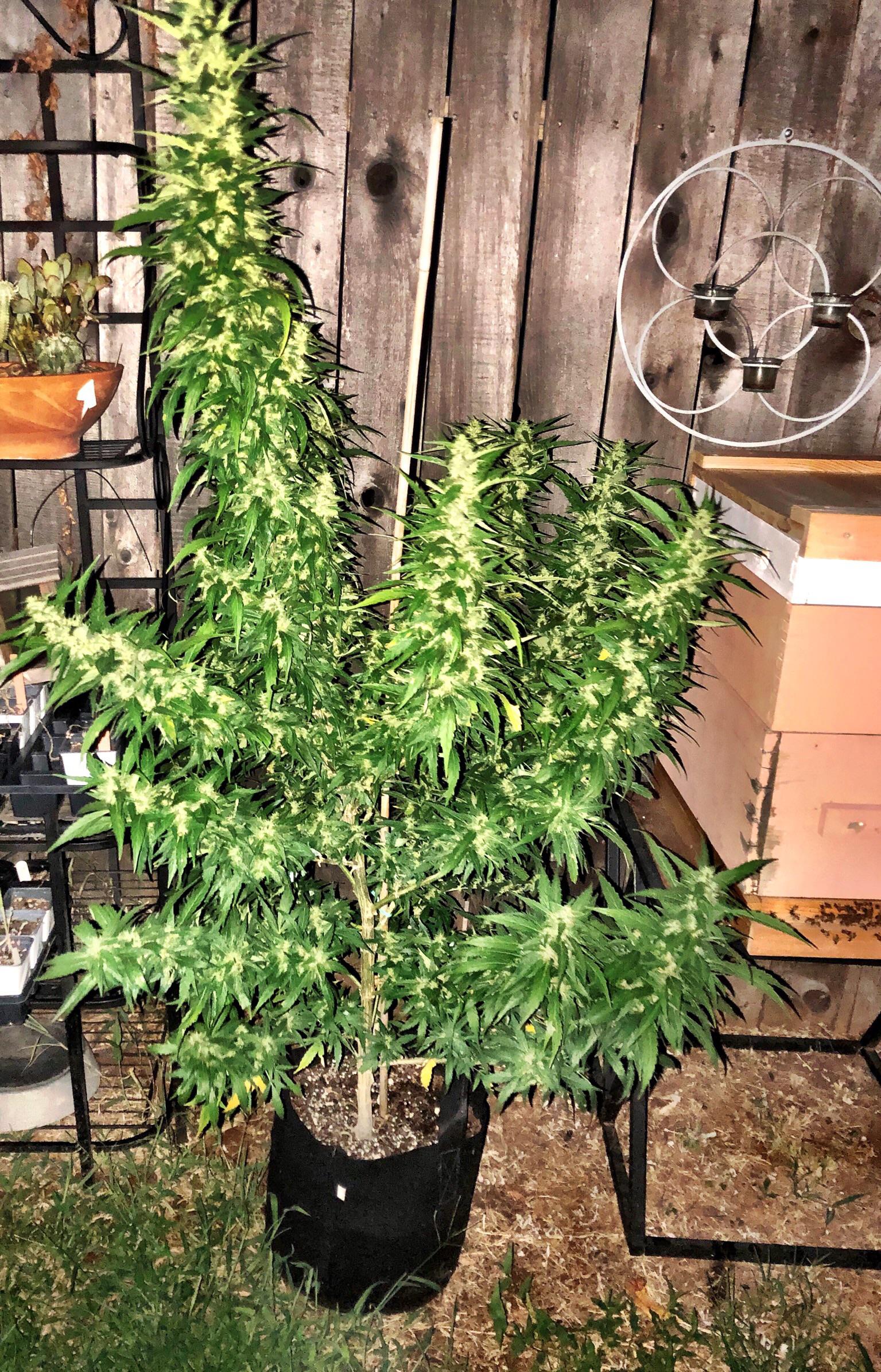 First time grow, Auto Cheese MSNL. Fox Farms Ocean Forest. Outdoors