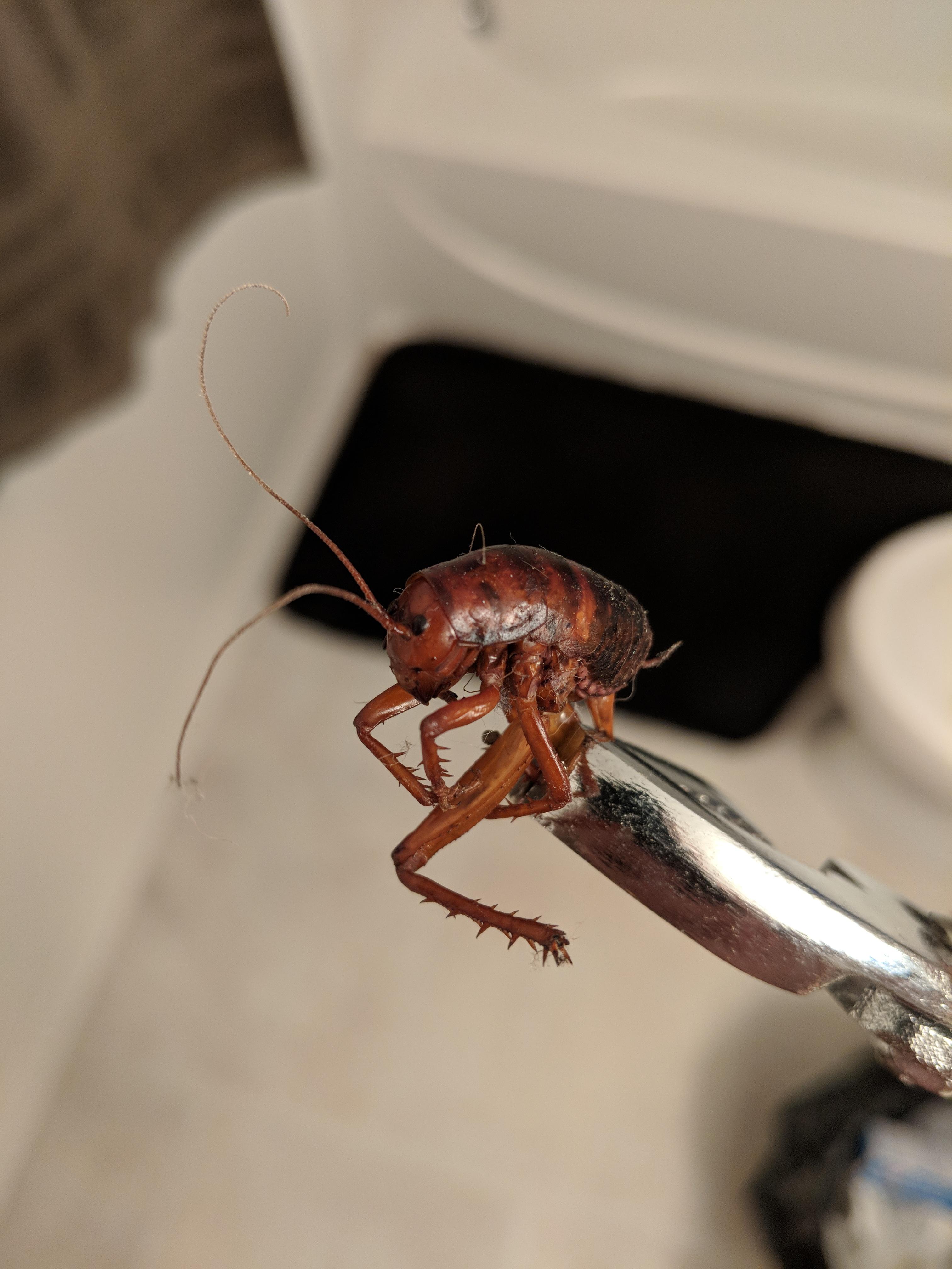 Found in South Dakota any idea what it is? r/insects