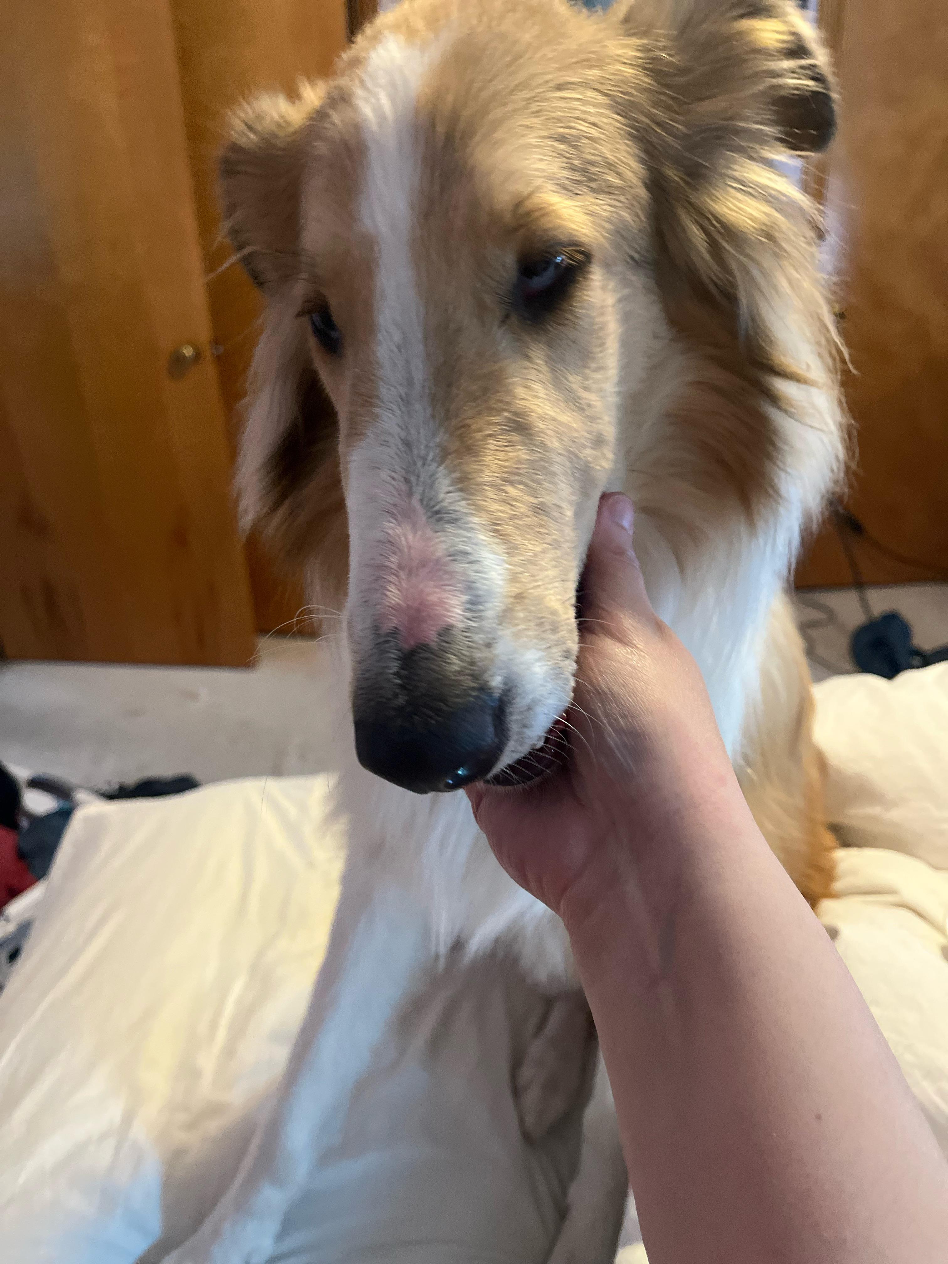 Why Is My Dogs White Hair Turning Yellow