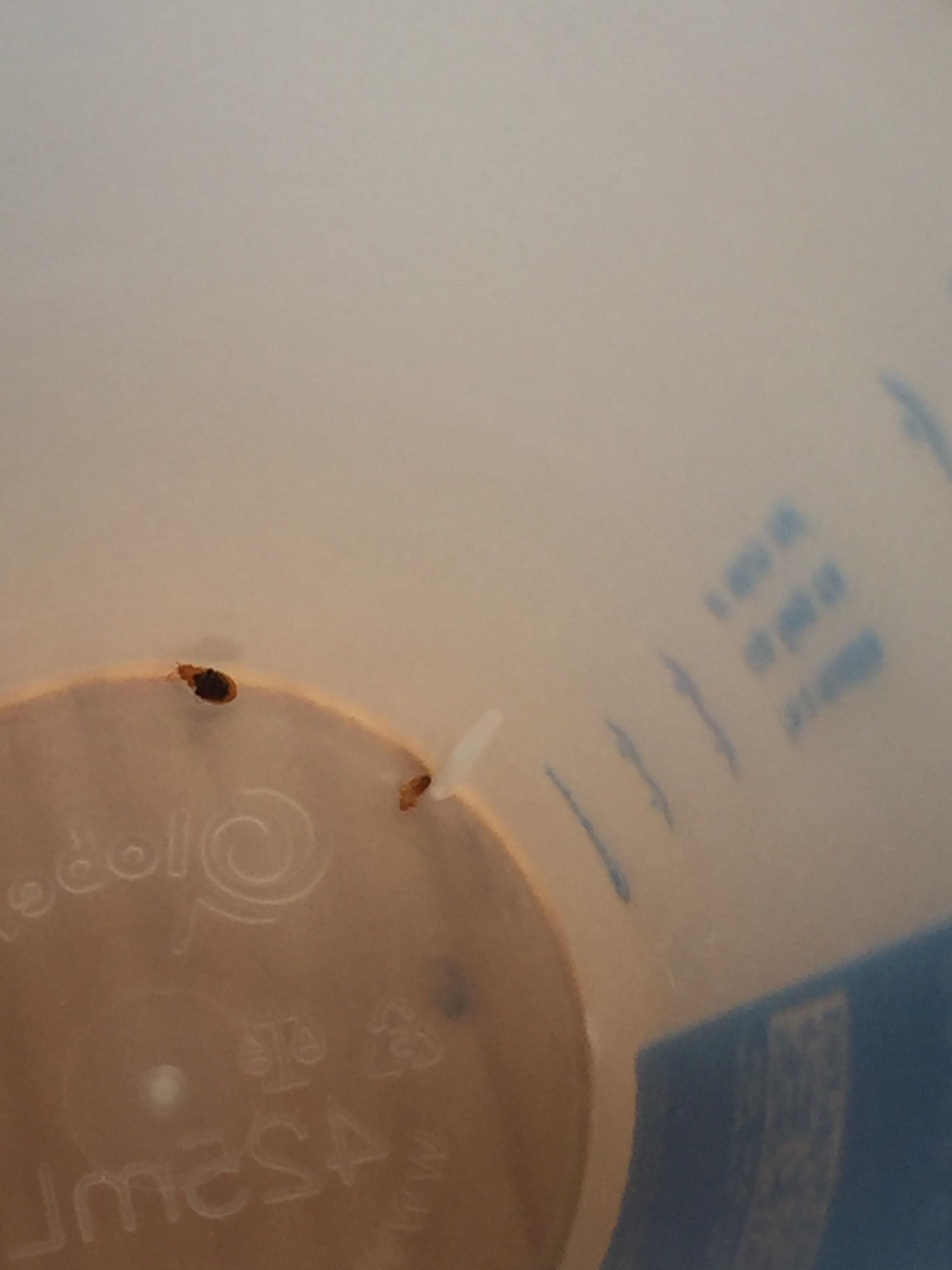 I have bed bugs I’ve done almost everything on the list (except bed