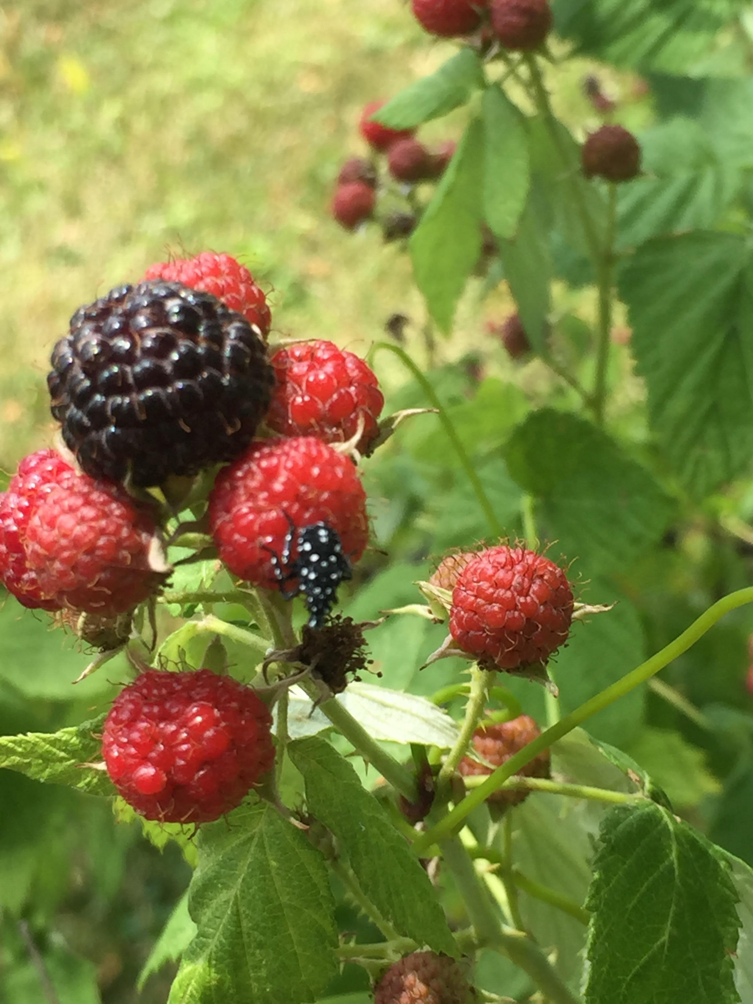 Black bug with white spots in raspberries? Z6/PA r/whatsthisbug