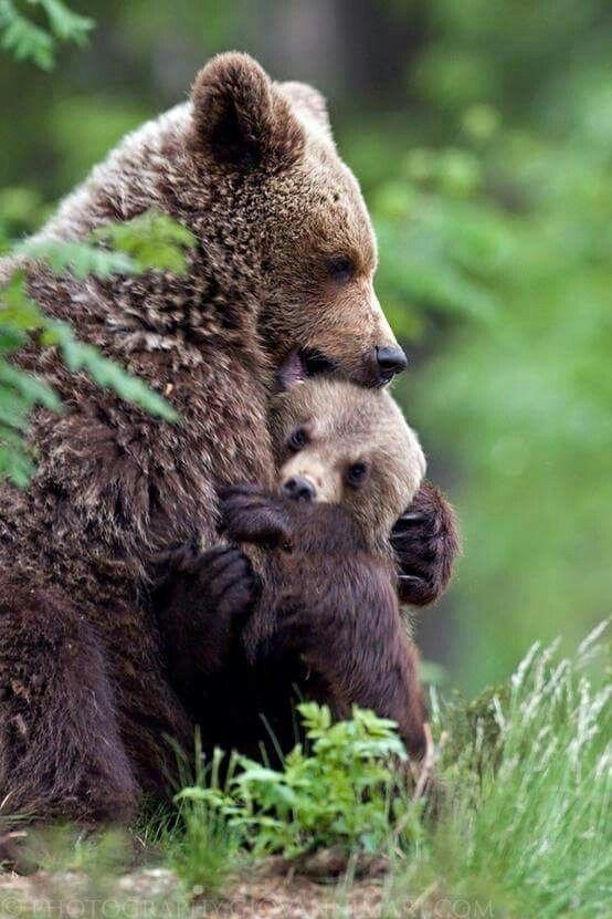 A big mama bear hug! ️🐻 r/aww
