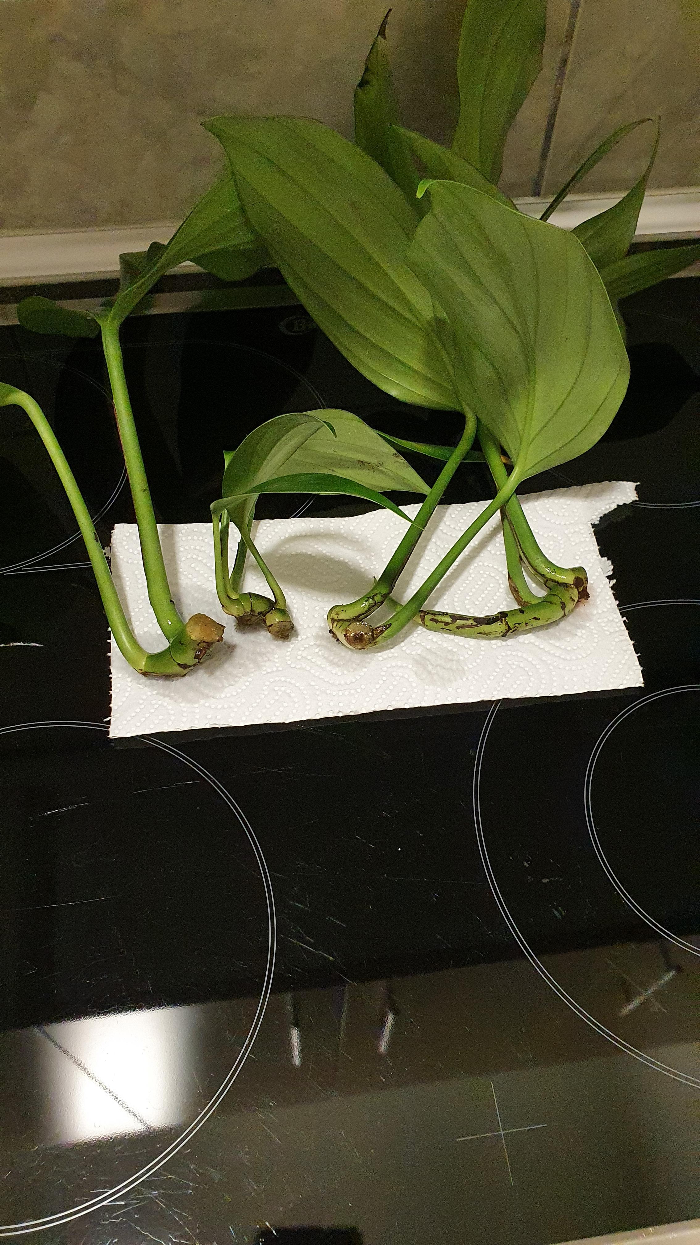 Why are my Rhaphidophora Decursiva cuttings rotting in water? r