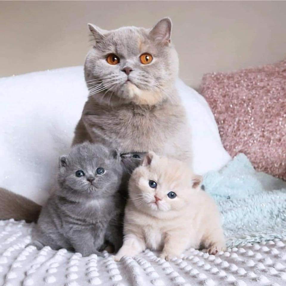 Happy family r/cats