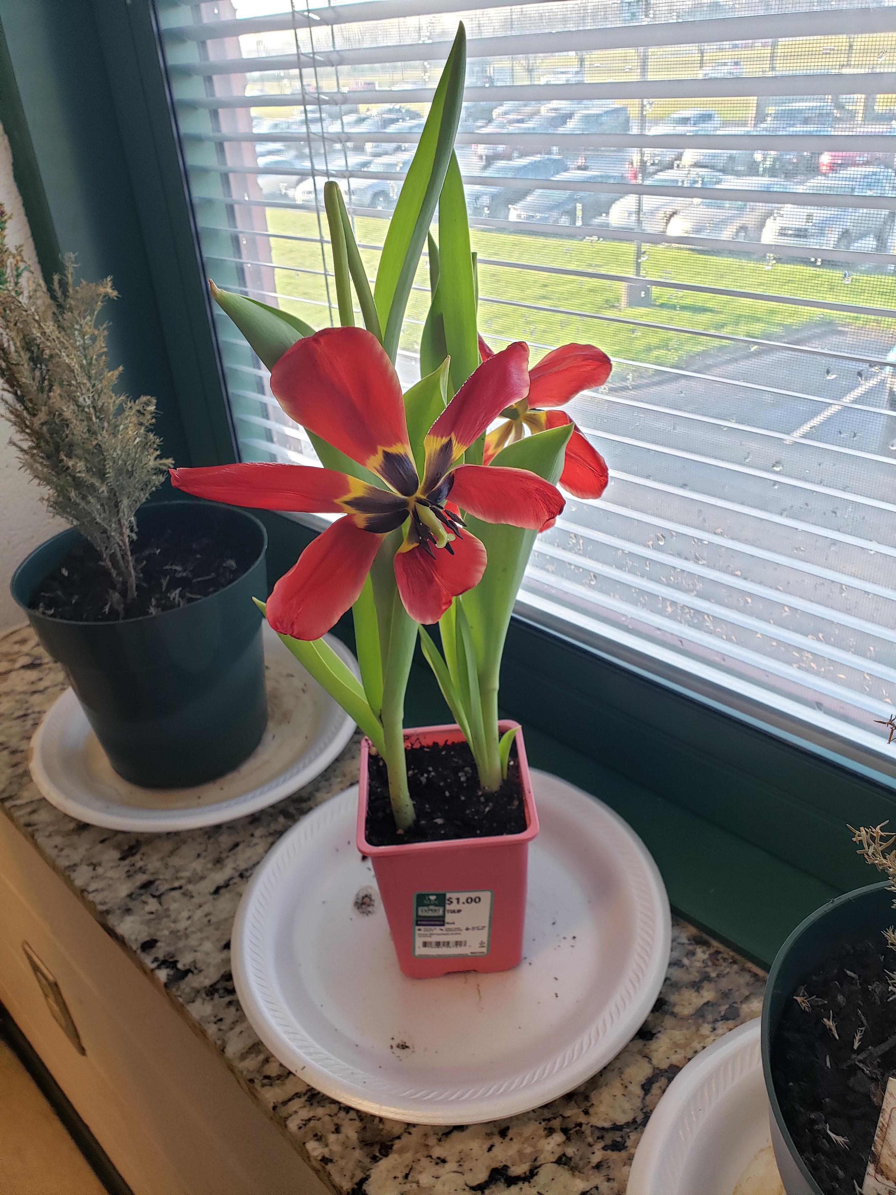 Why are these tulips opened so wide and bent over? plantclinic