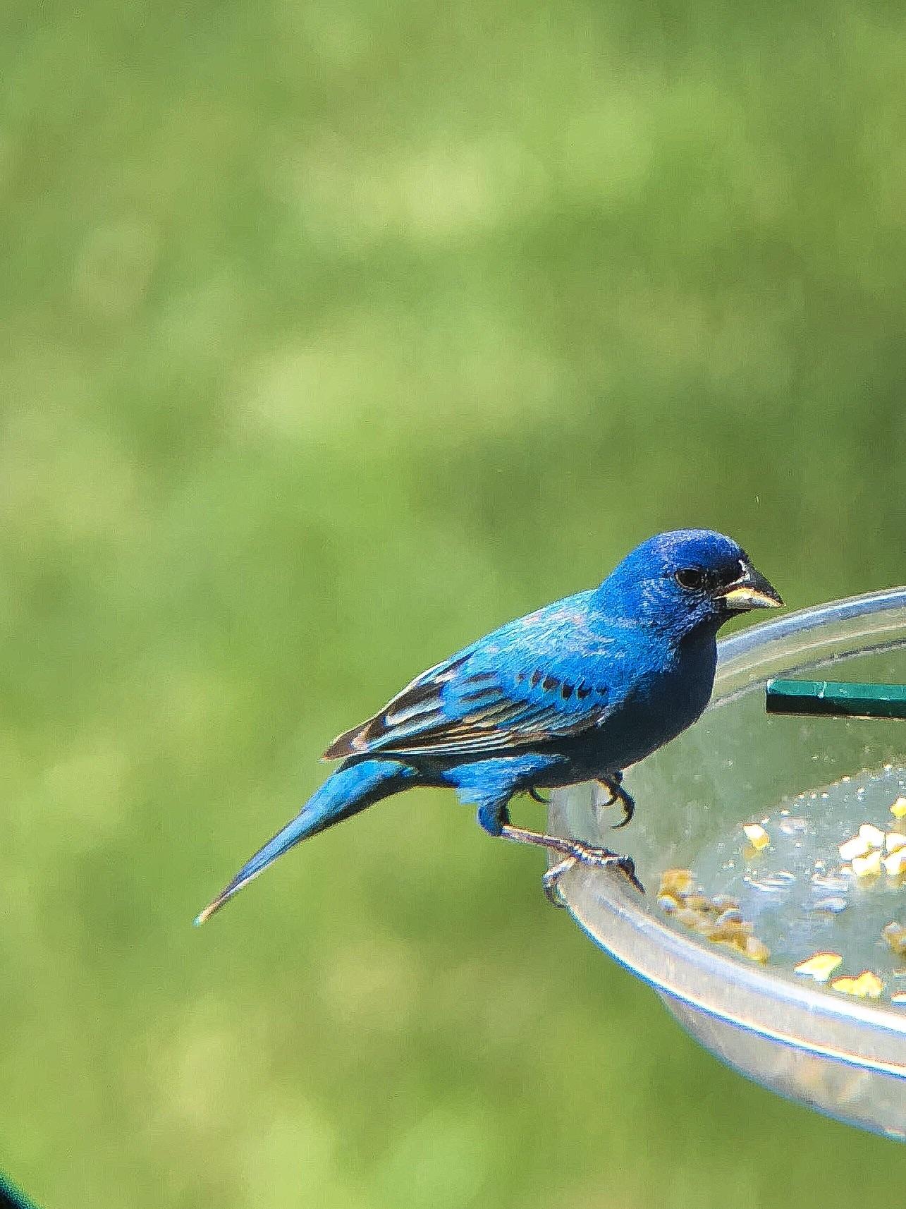 Indigo Bunting in St. Paul, Minnesota r/birding