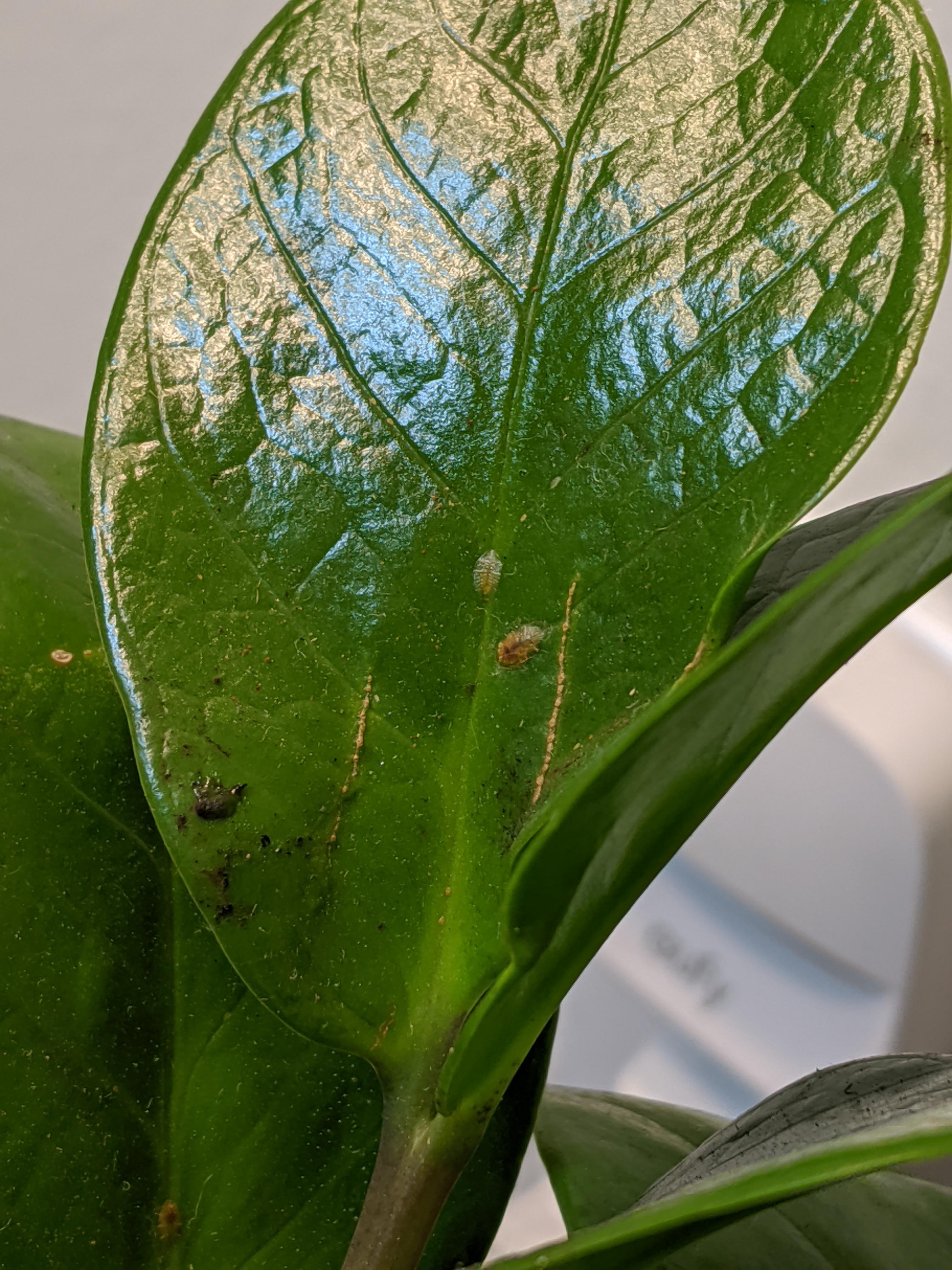 Is this scale on my zz plant? r/plantclinic