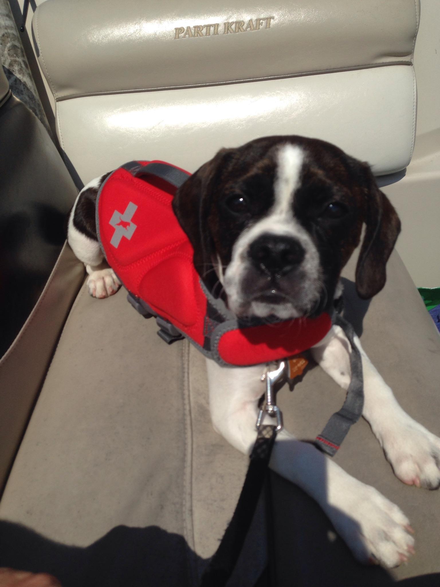 A Boston Cavalier in a life jacket r/dogpictures