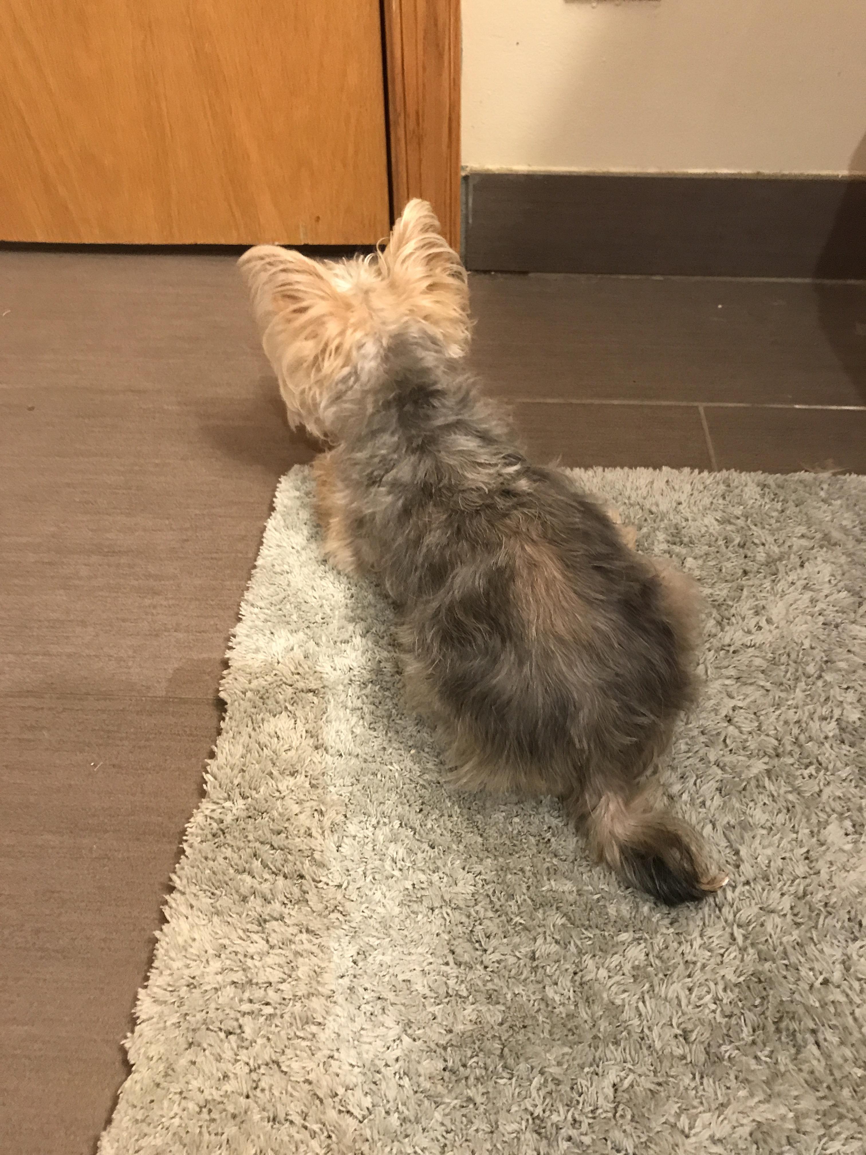 This is my first time cutting my dog’s fur and I don’t know anything