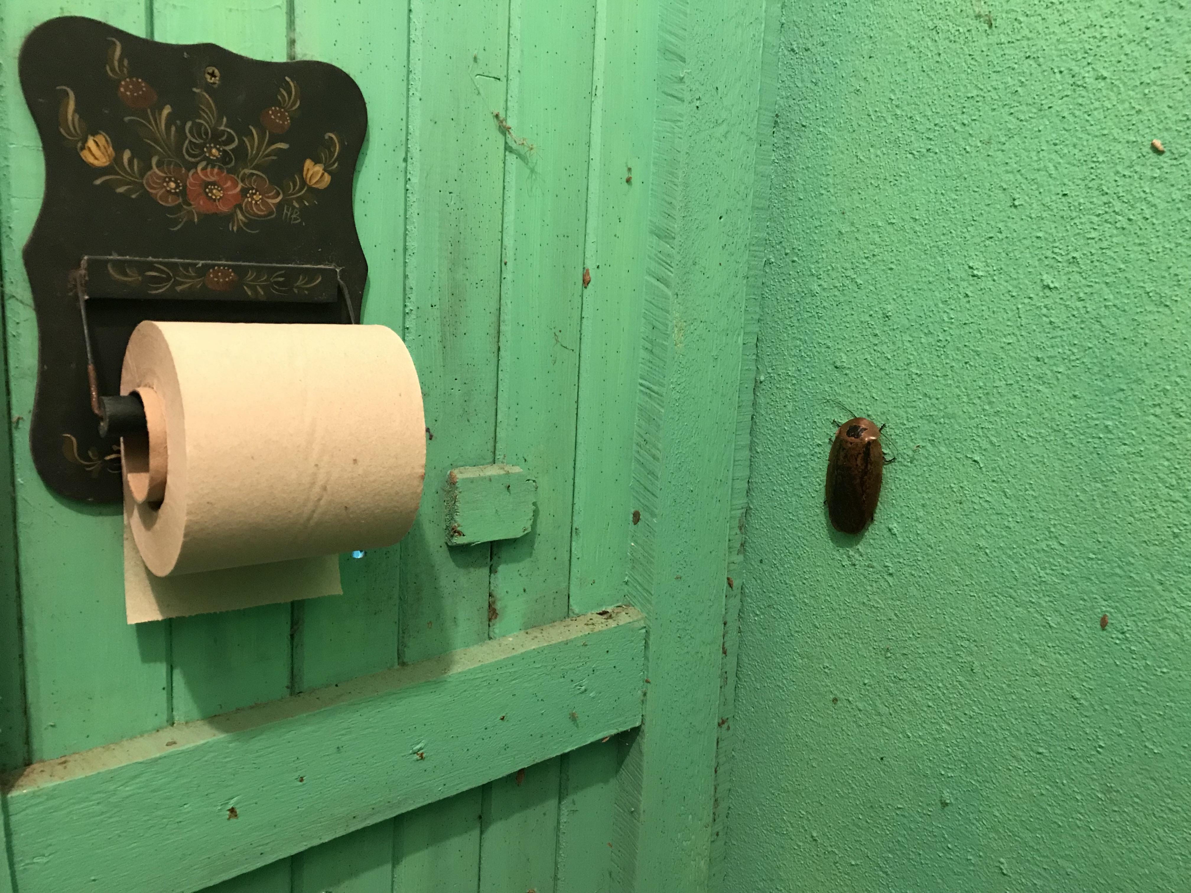 What’s this bug? Found in a Costa Rican bathroom. Toilet paper for