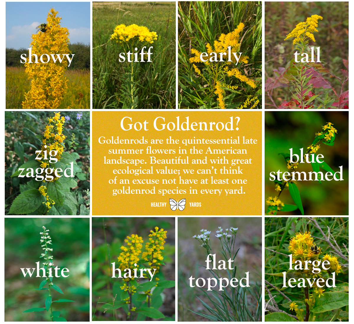 Goldenrod r/NativePlantGardening