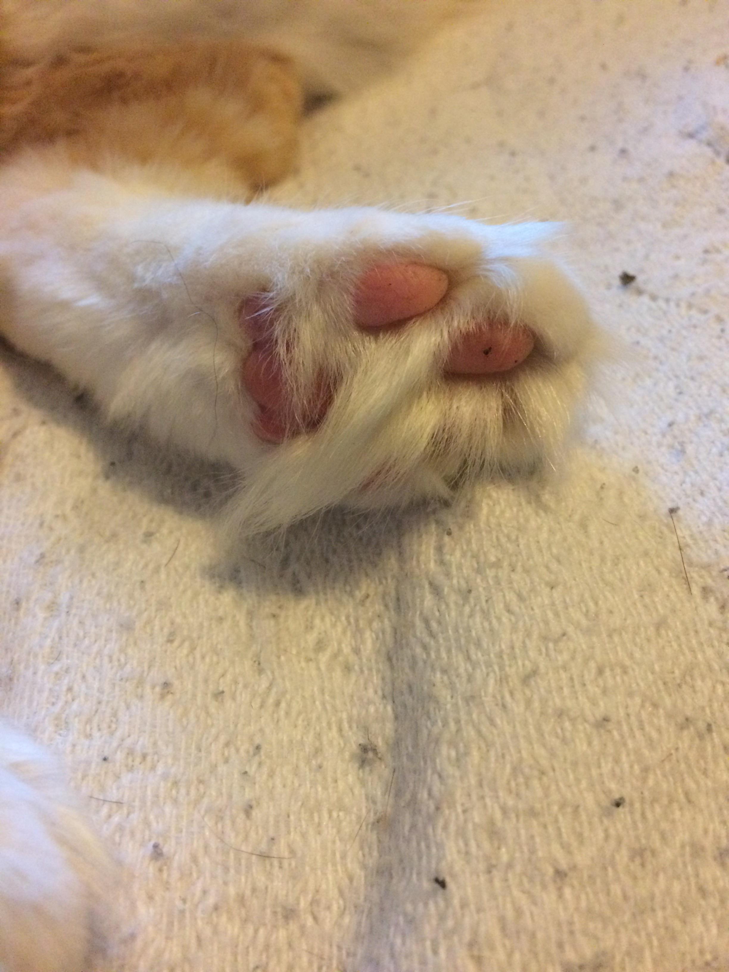 Toe tufts r/jellybeantoes