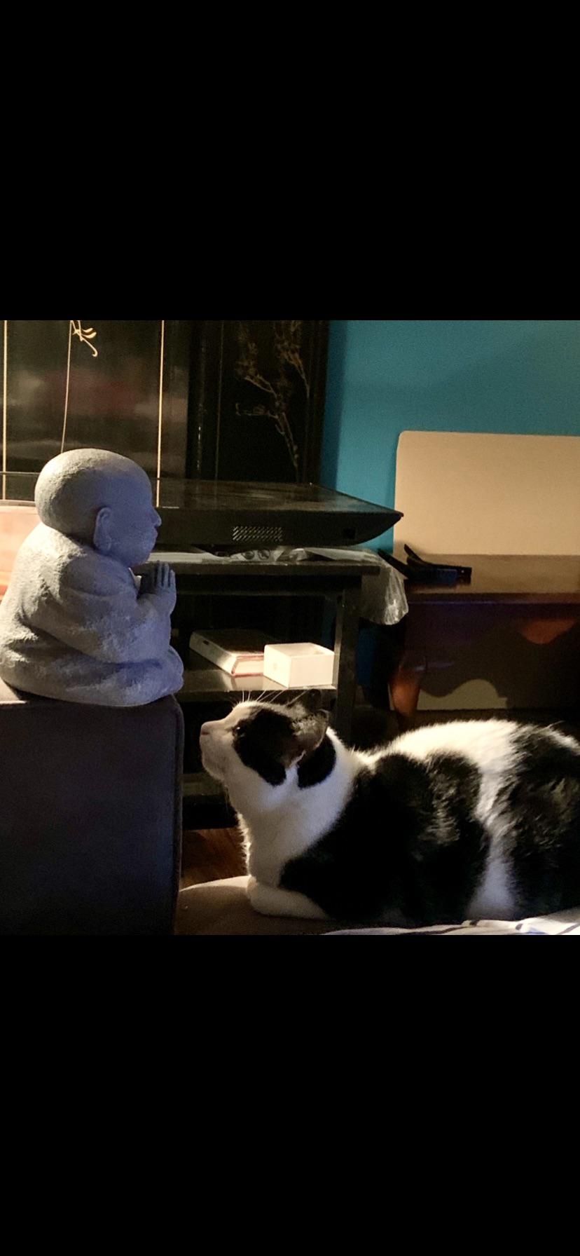 Zen kitty r/AnimalMemes