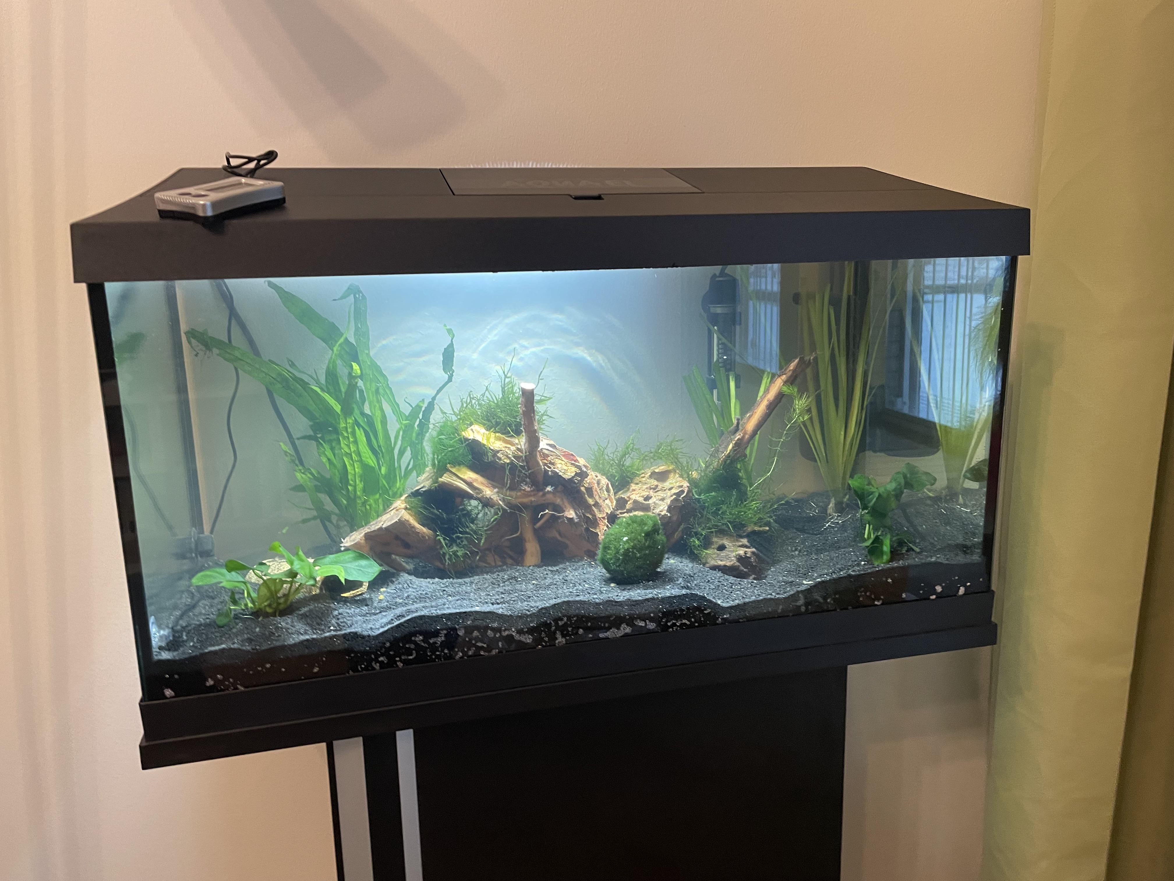 Here’s my first ever fish tank, 54L (14 gallons). Just finished
