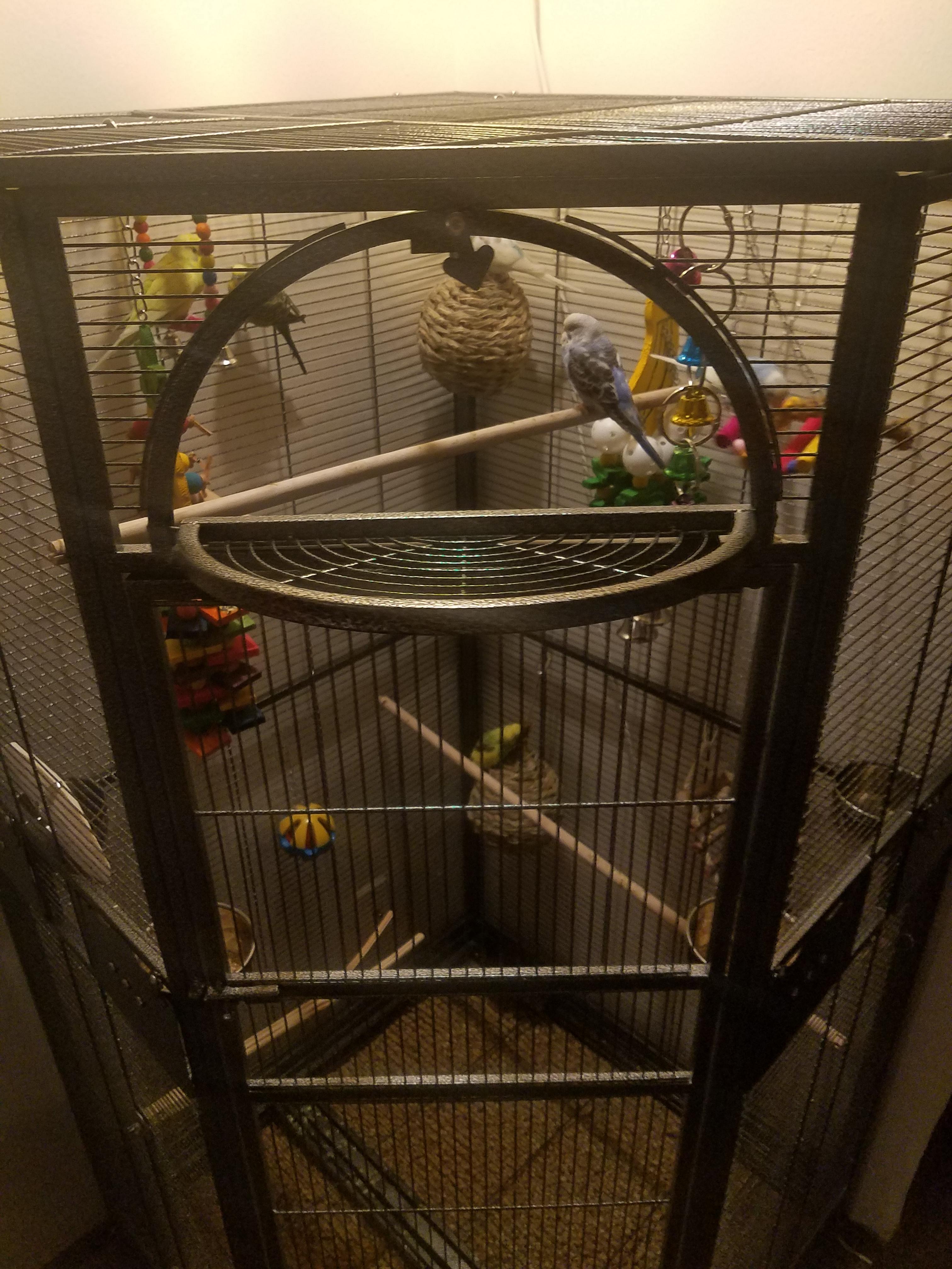 Best way to clean a large cages? r/budgies