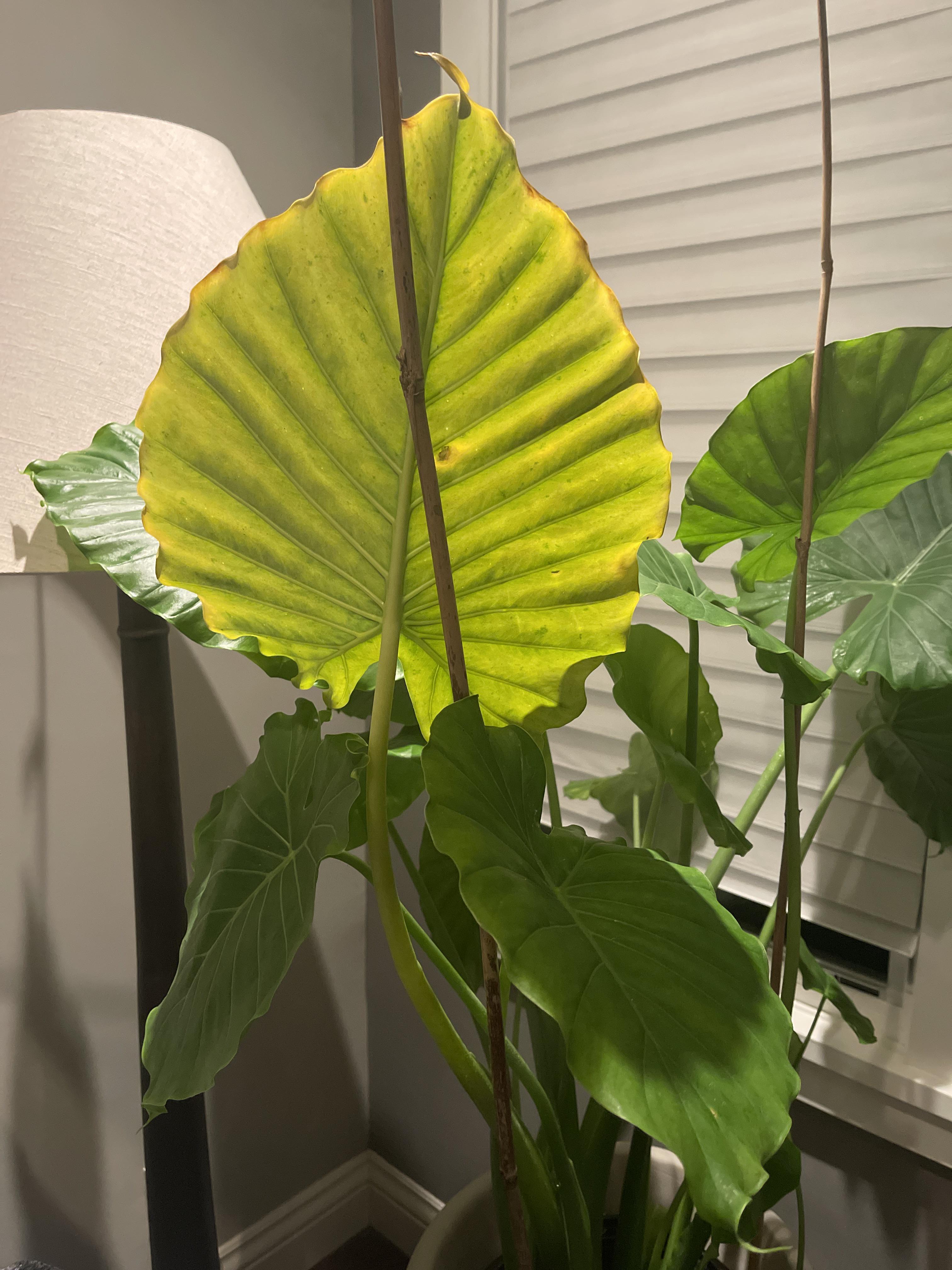 Elephant Ear Yellowing from too much or too little watering? r