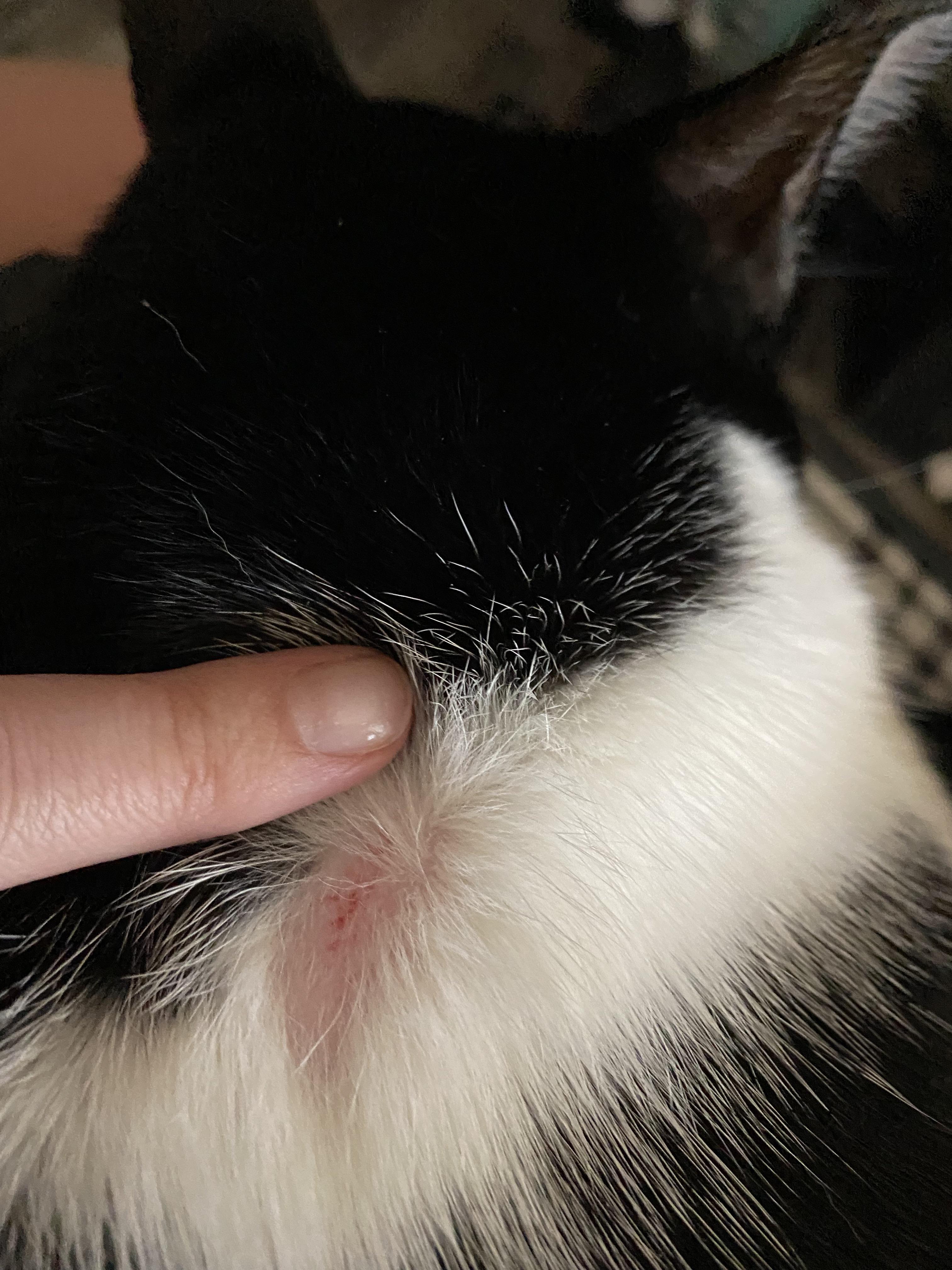 I just noticed my cats fur is missing on the back of his neck in this