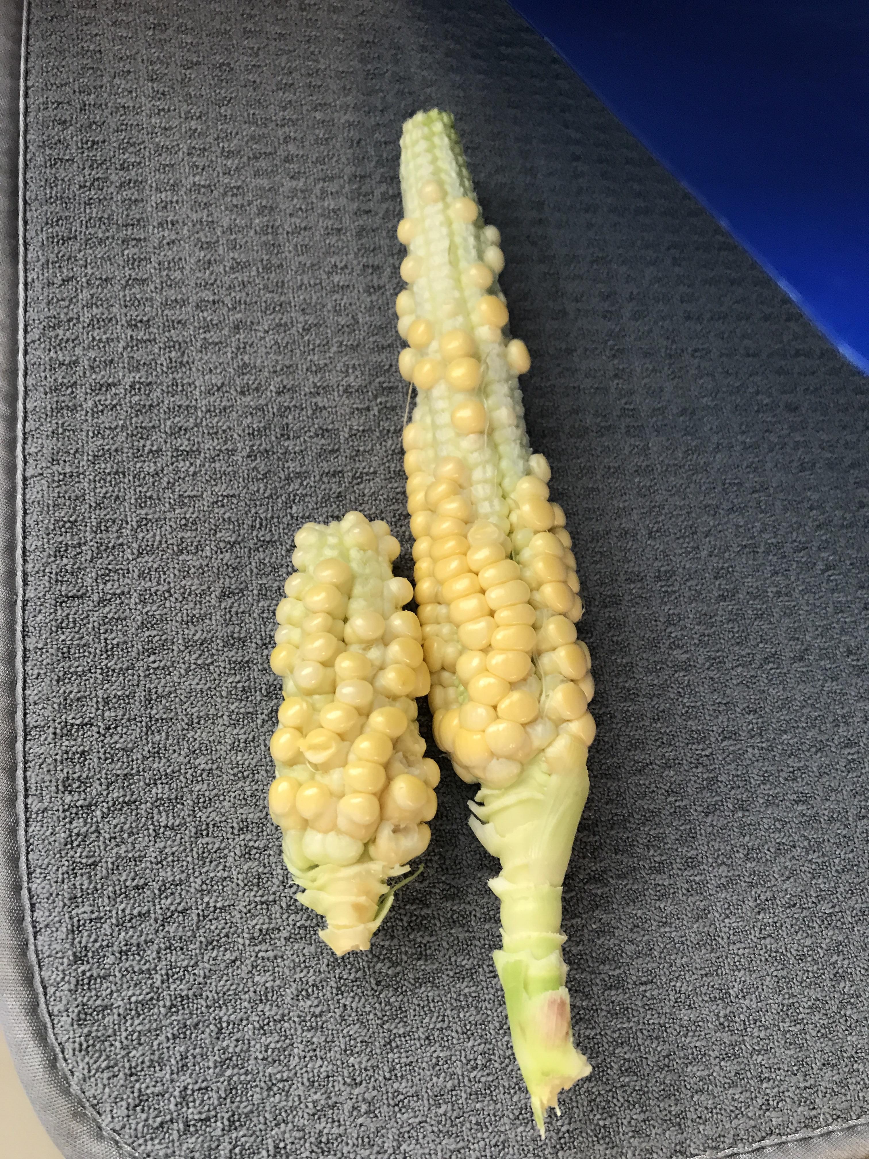 First corn harvest from my container grown golden bantam sweet corn