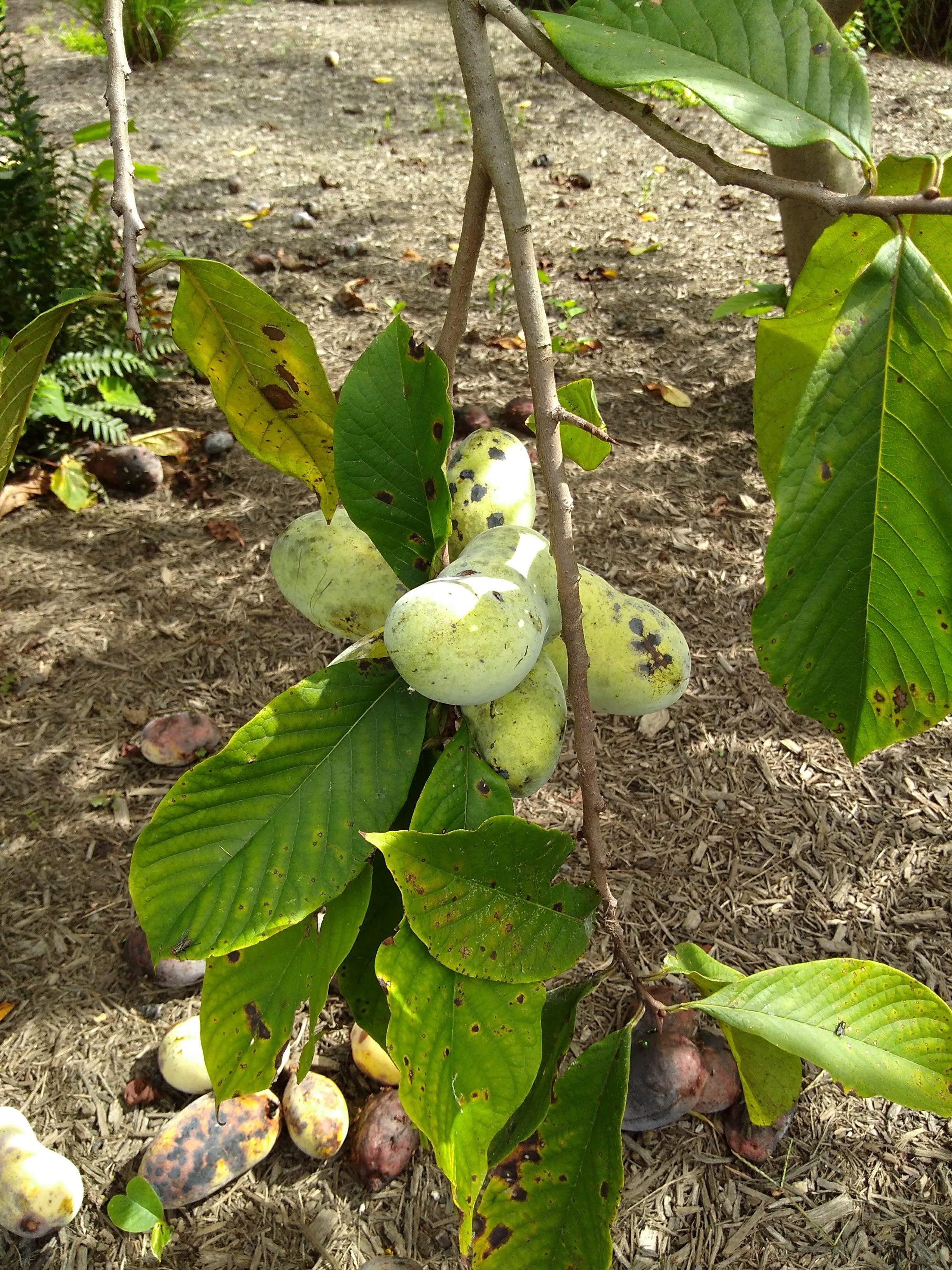 Paw paws! These are the largest native fruit to the contiguous US! r