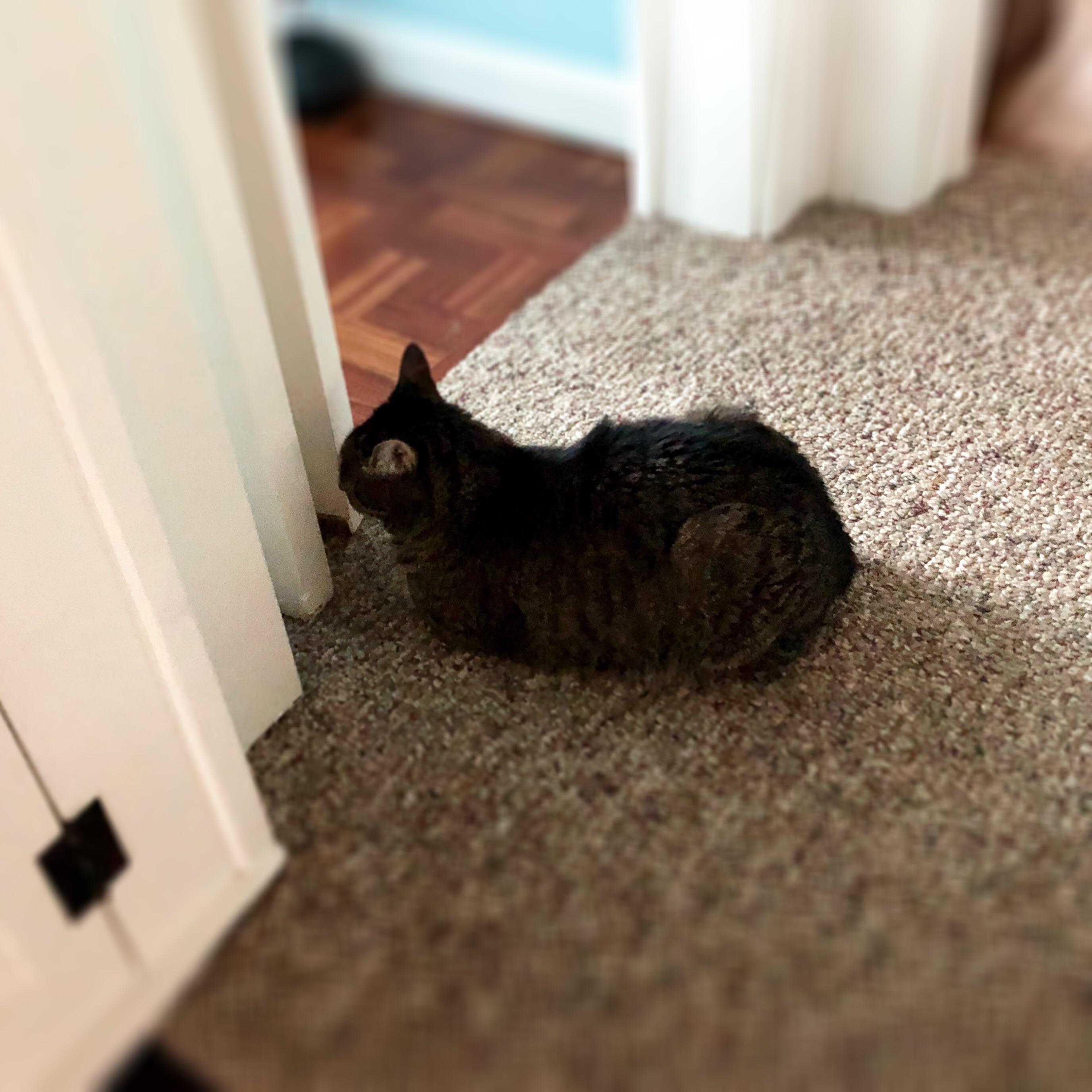Riley in a timeout, facing the wall thinking about what he’s done. r/cats
