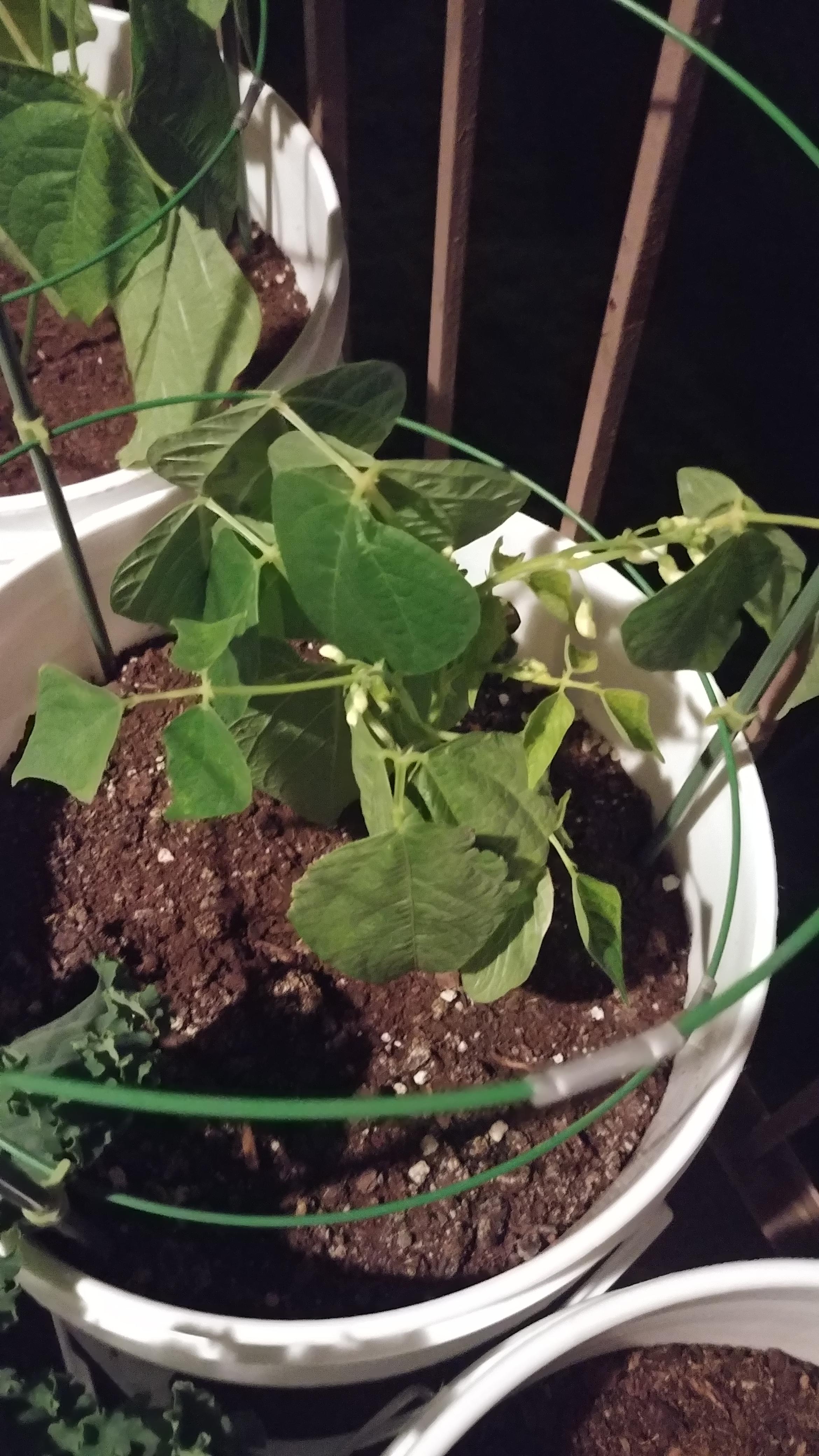 Why are my green beans flowering already? What do I do now? r/gardening