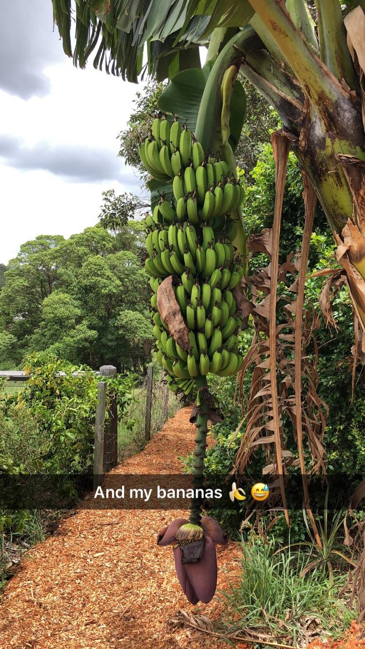 And ma bananas... r/brisbane