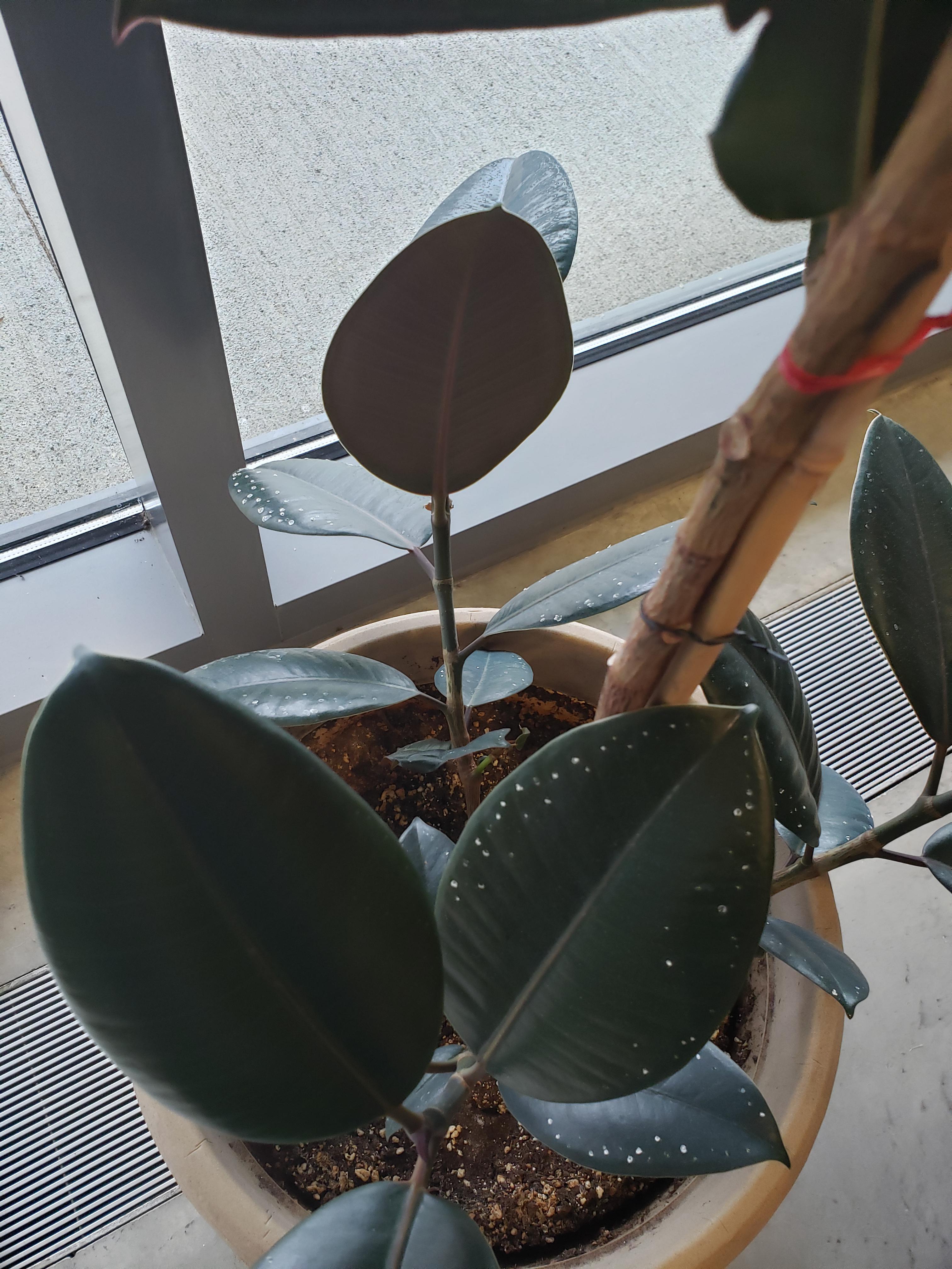 What are these white dots on my Rubber Plant? r/plantclinic