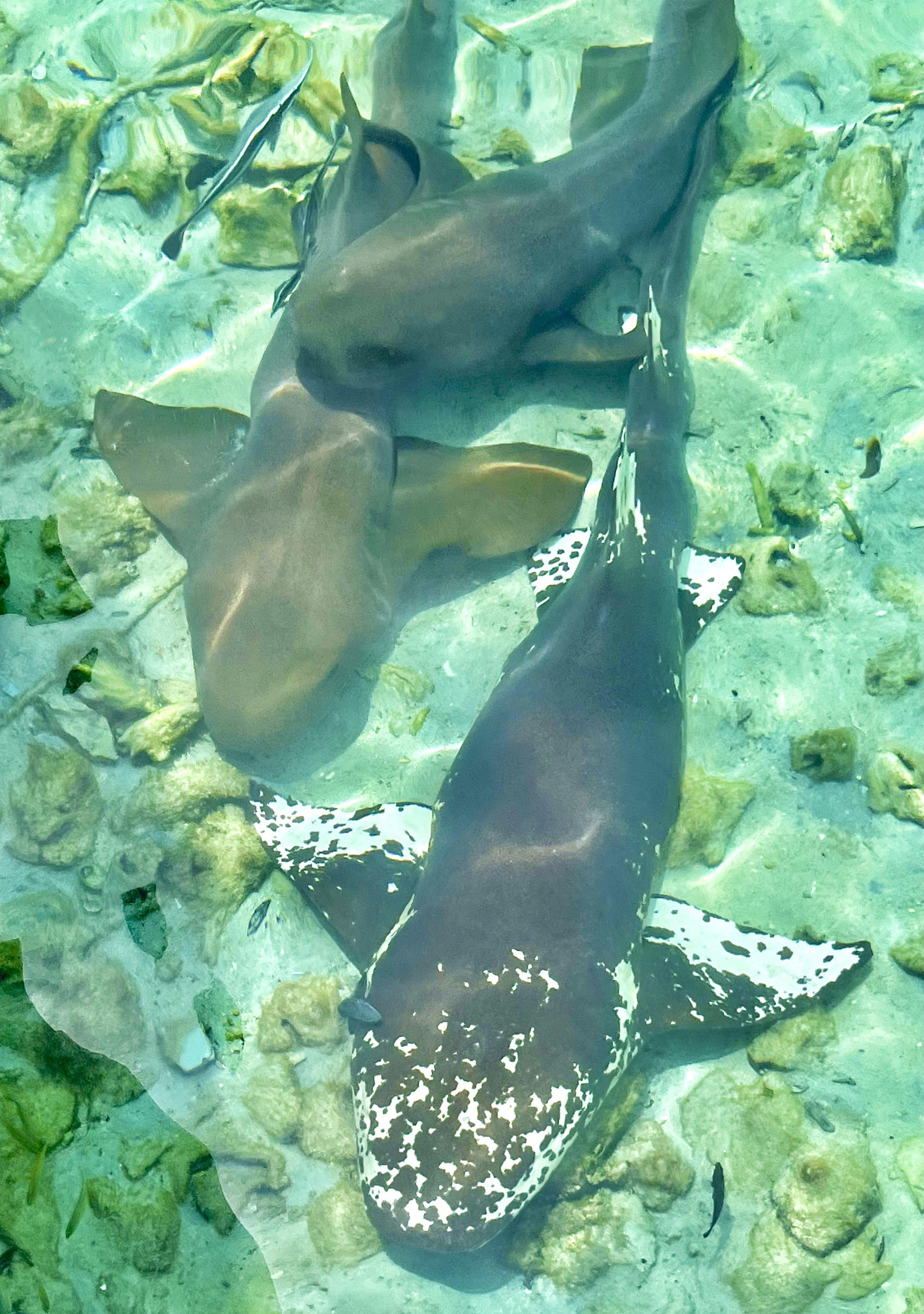 🔥Leucistic? Nurse Shark!! r/RealLifeShinies