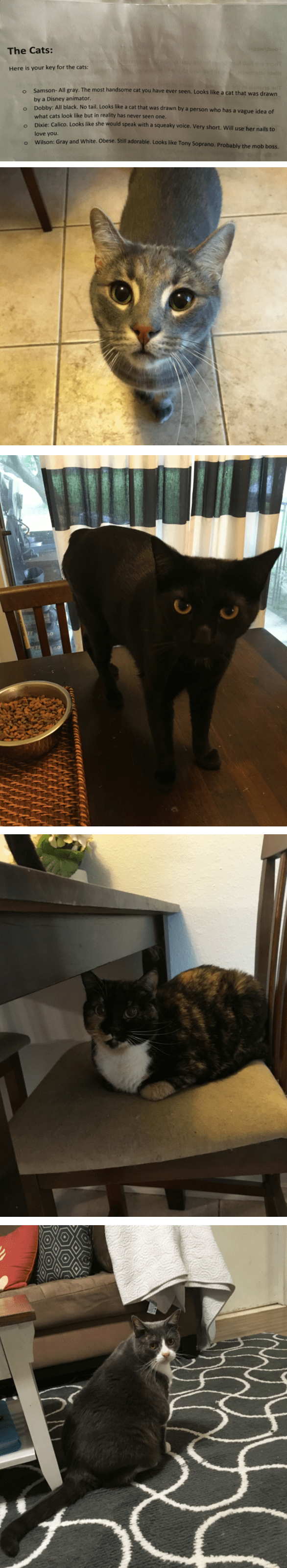 Cat sitter recieves accurate descriptions r/funny