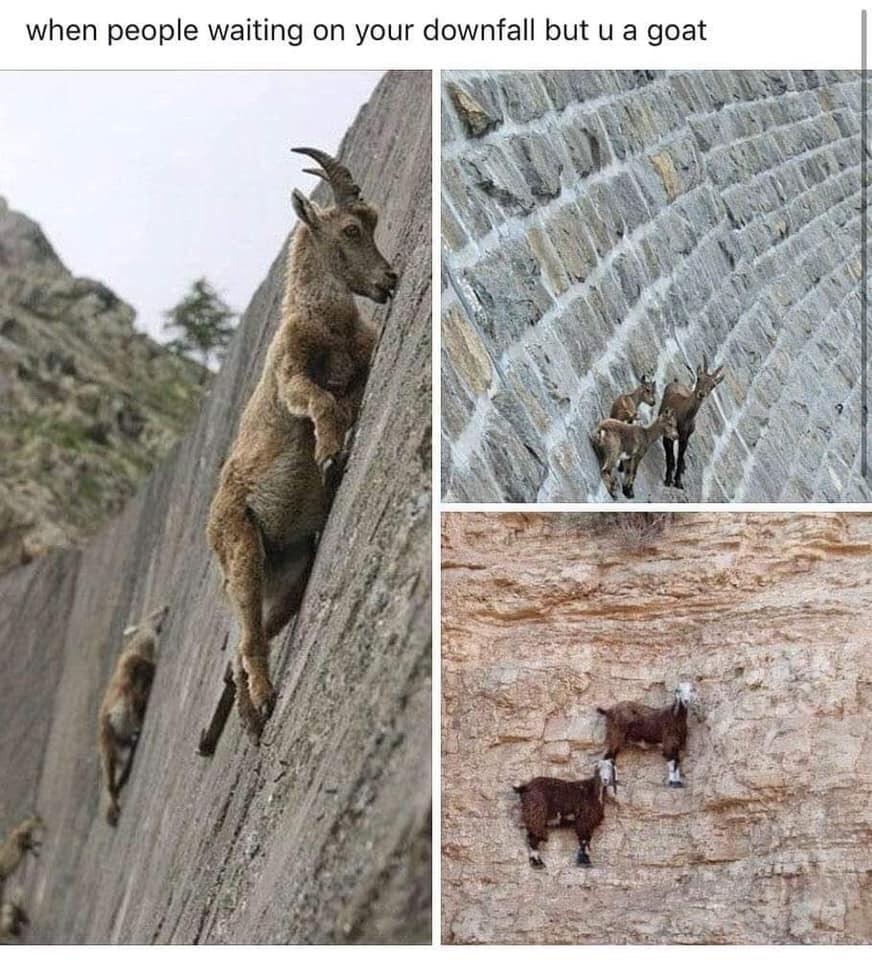 Goats are the G.O.A.T........be the goats r/wholesomememes