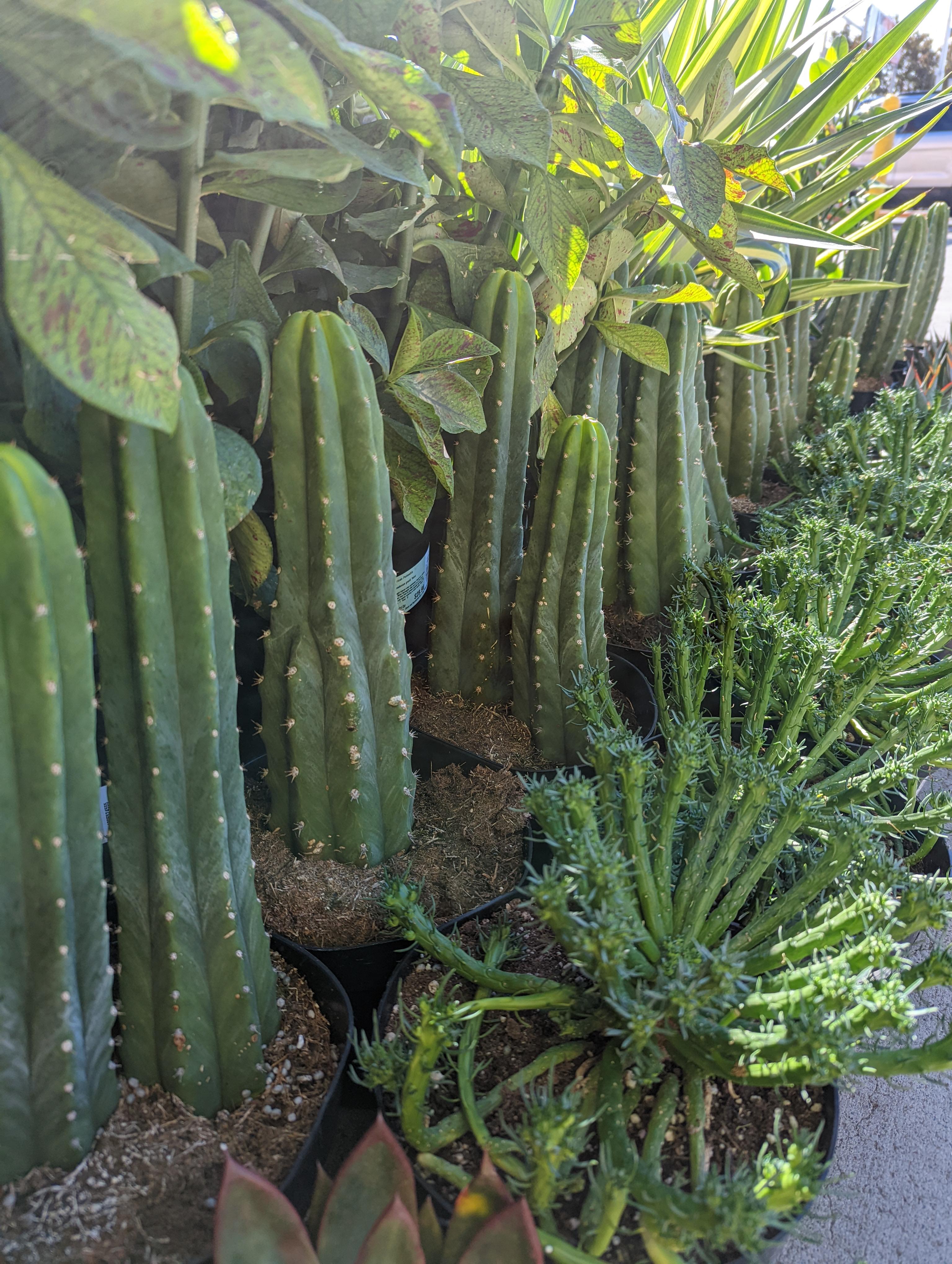 home Depot San Rafael CA, shoreline Ave over 50 PC at 24 go get em!! r/sanpedrocactus