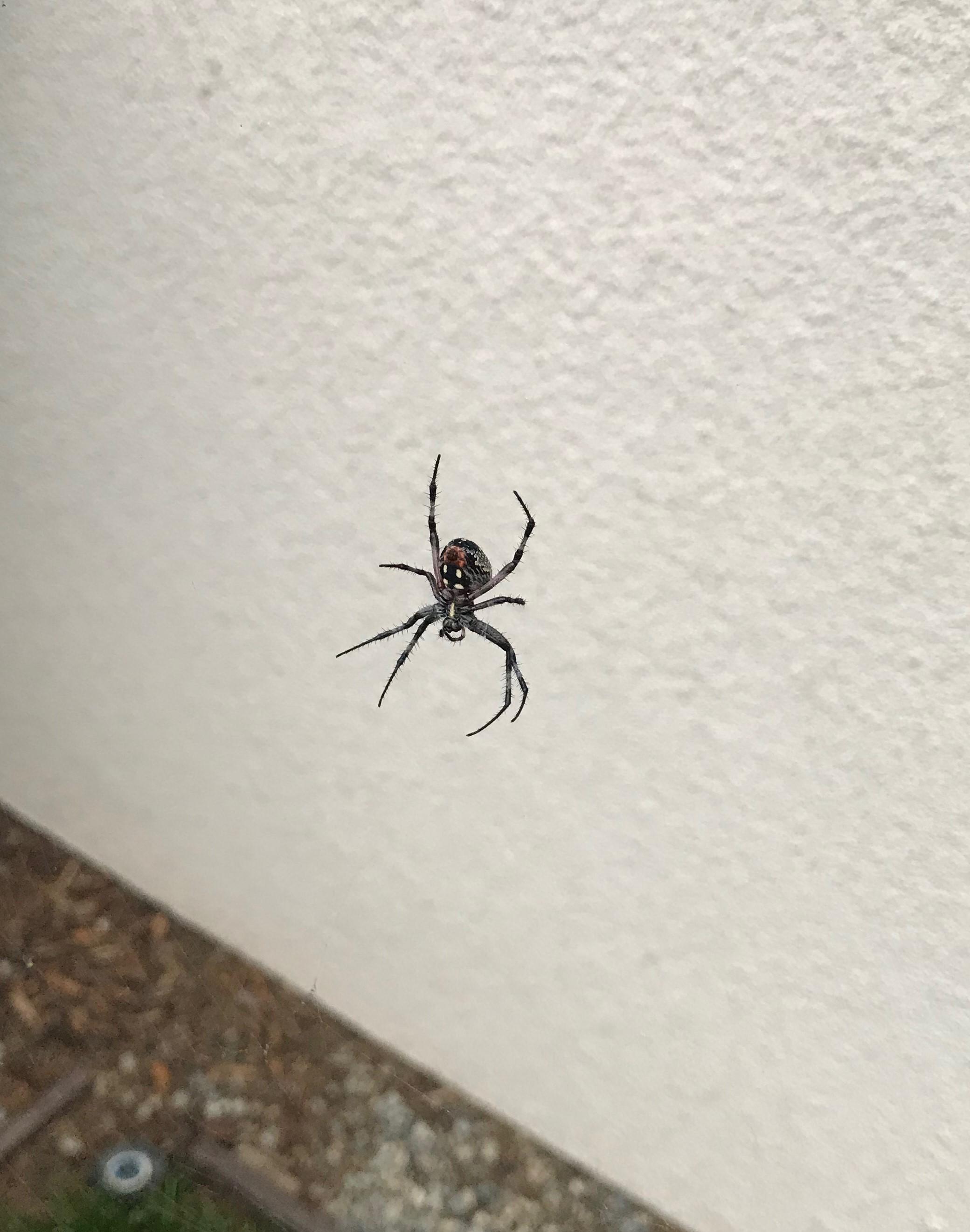 Backyard friend or foe? Located in Orange County, Southern California