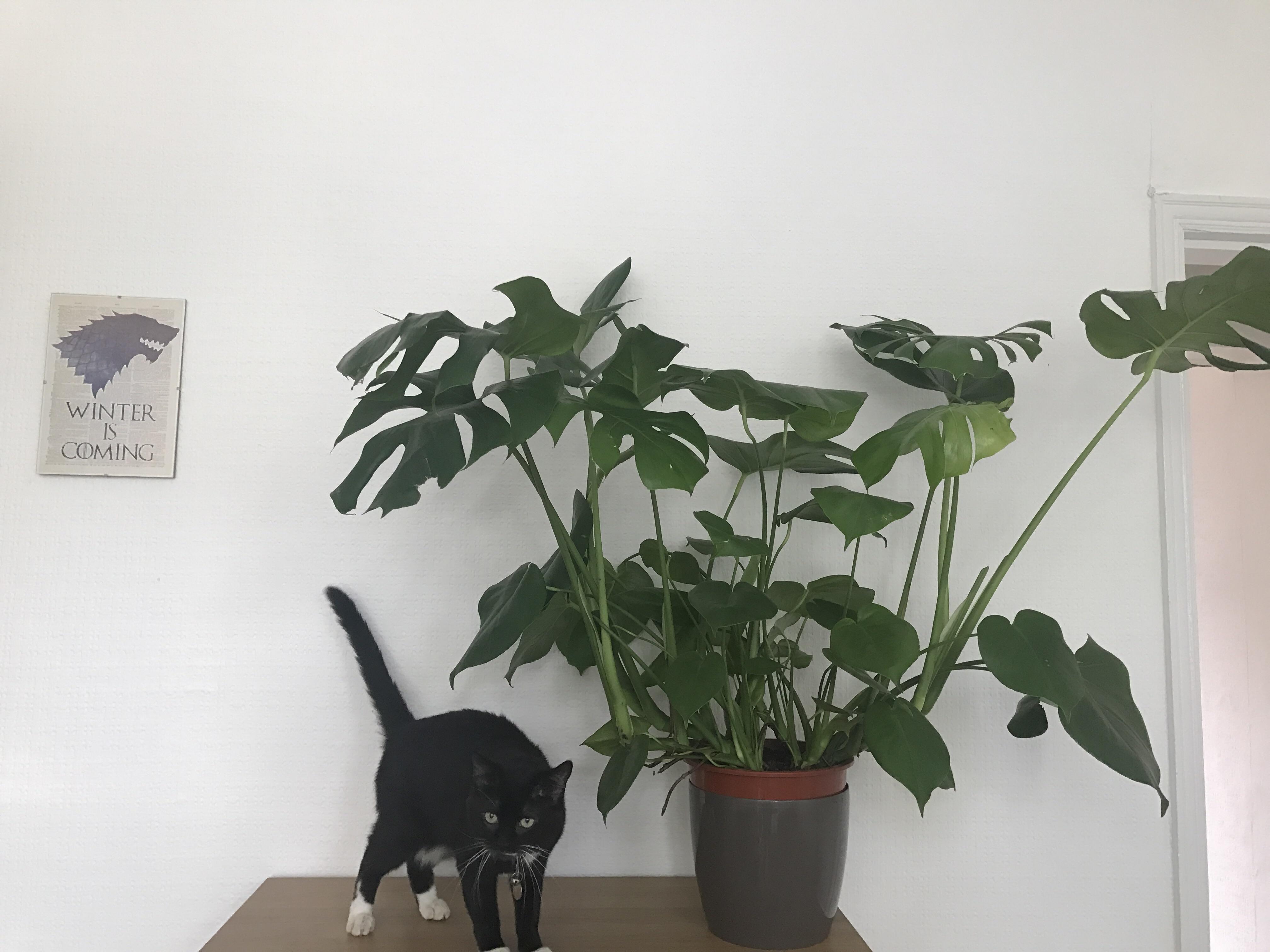 I was told y'all like Monsteras houseplants