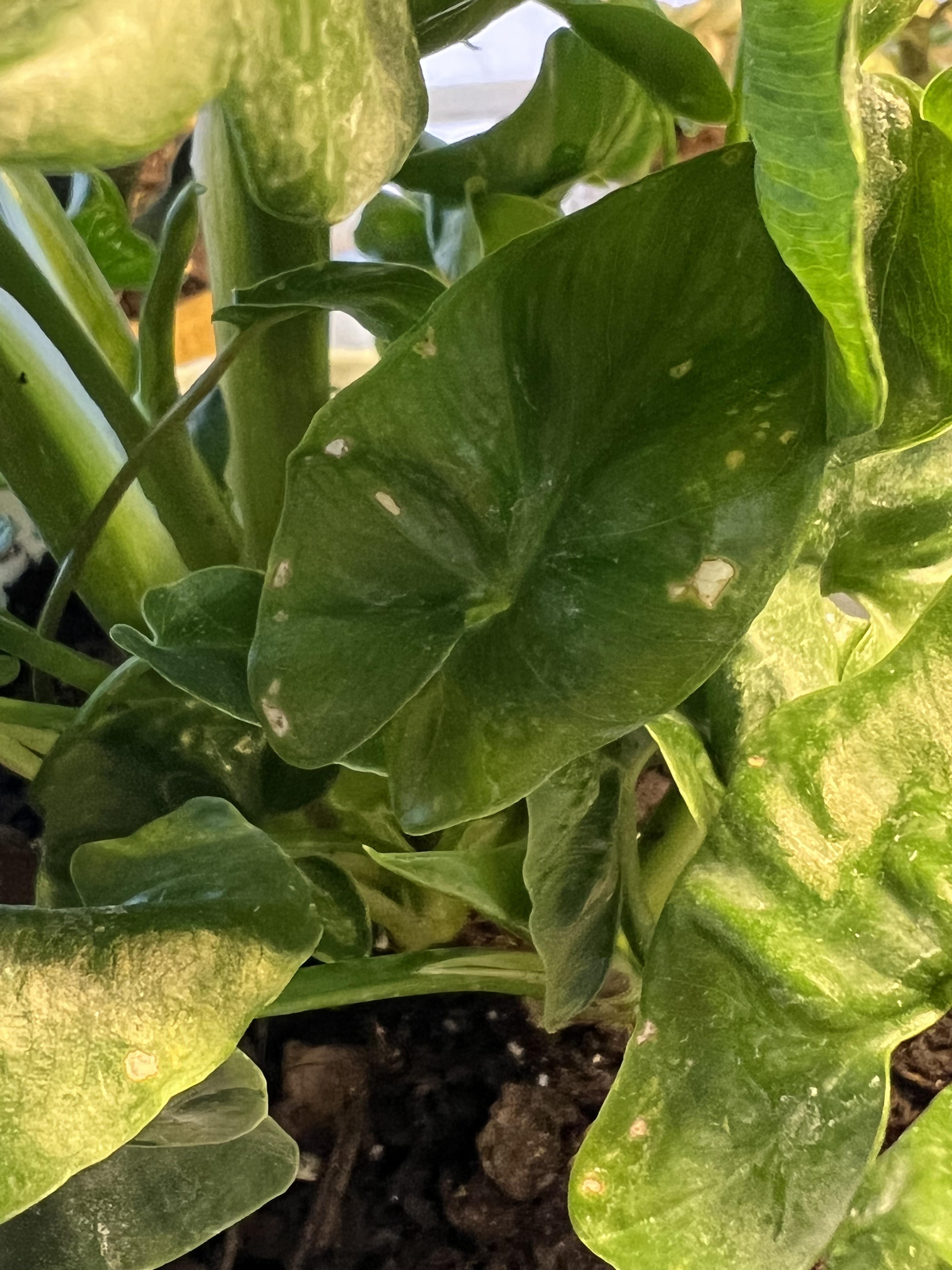 Is this powdery mildew? Ordered 3 plants on Etsy and this philodendron