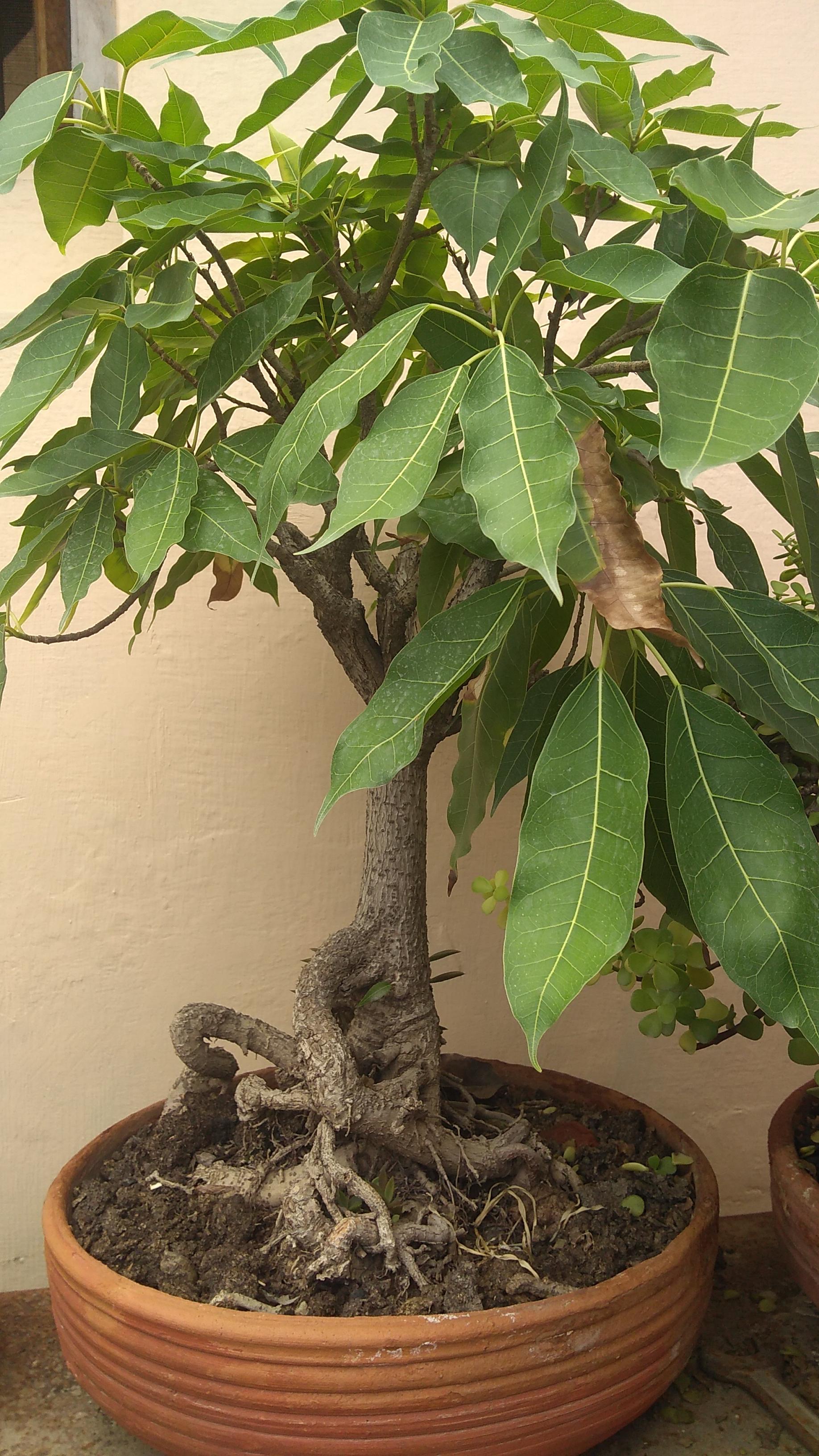 Pilkhan bonsai at my home r/Bonsai