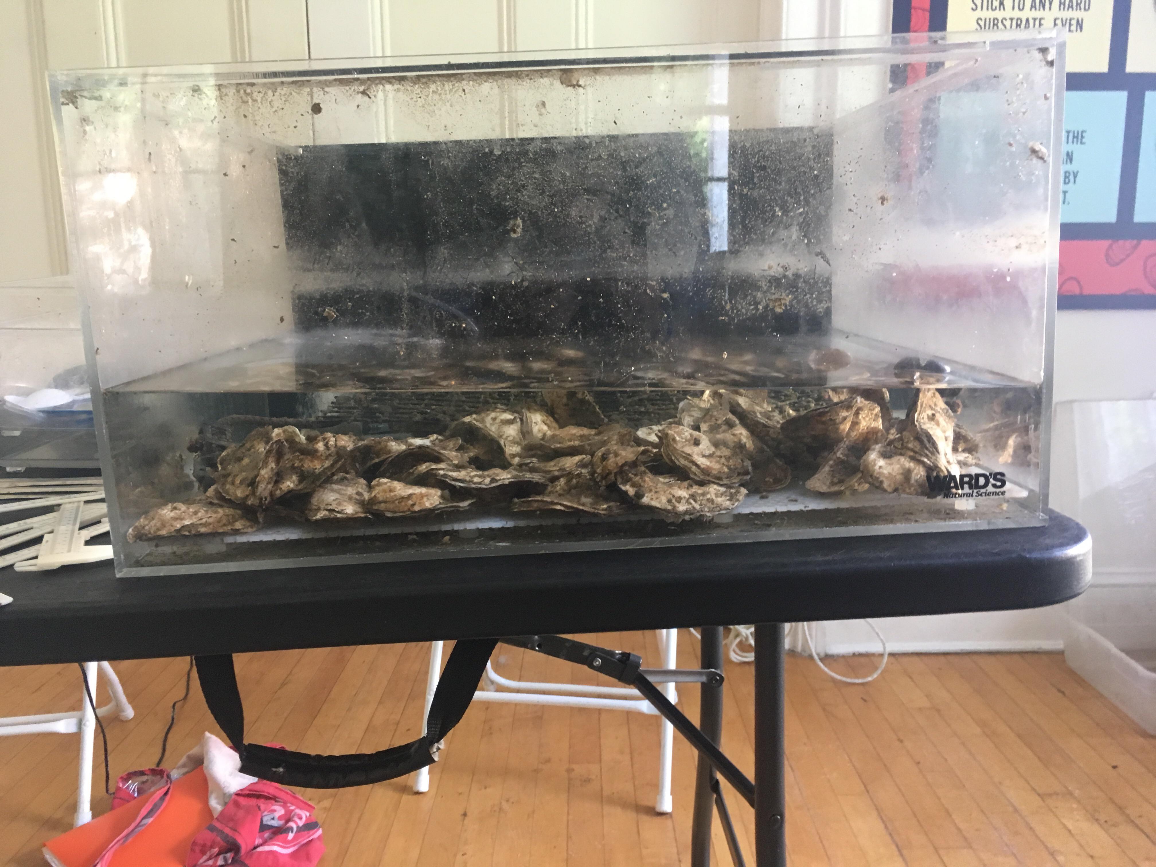 The Billion Oyster Project Oyster Tank r/Aquariums