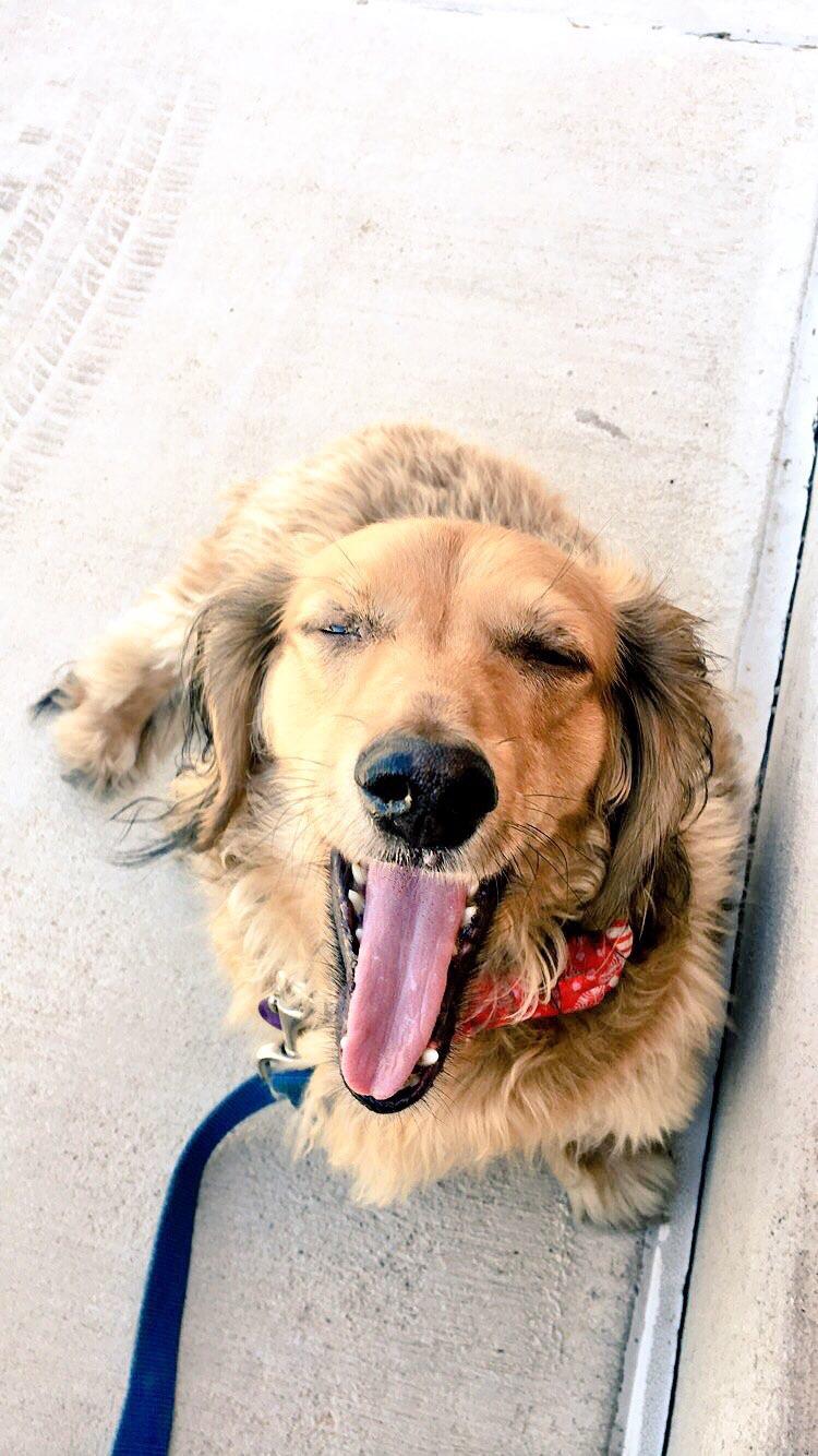 Always yawning r/Dachshund