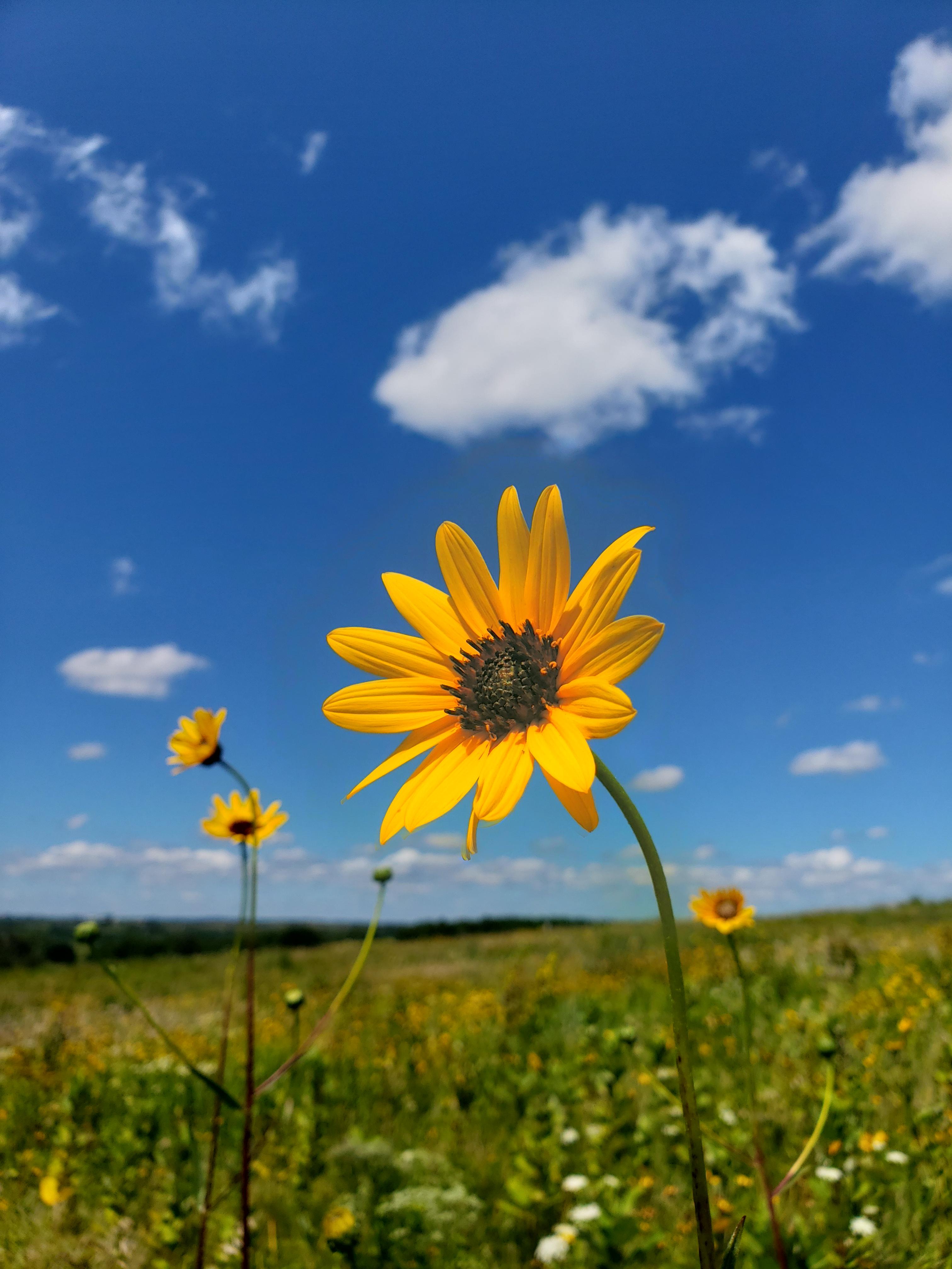 Stiff Sunflower and Blue Skies on Prairie Enthusiast Property in