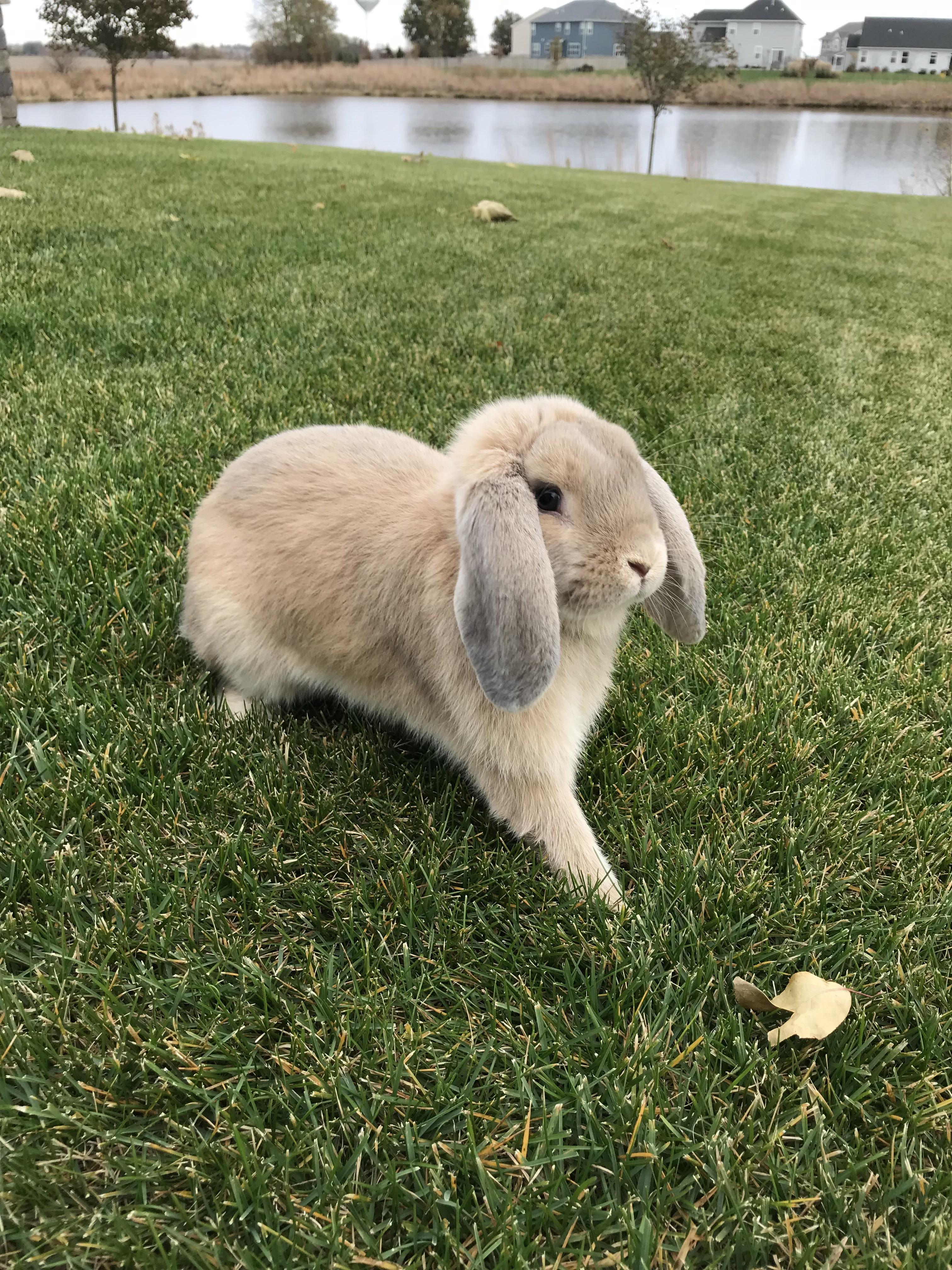 Meet Oliver an 8 Month Old Mini Lop 💙 r/Rabbits