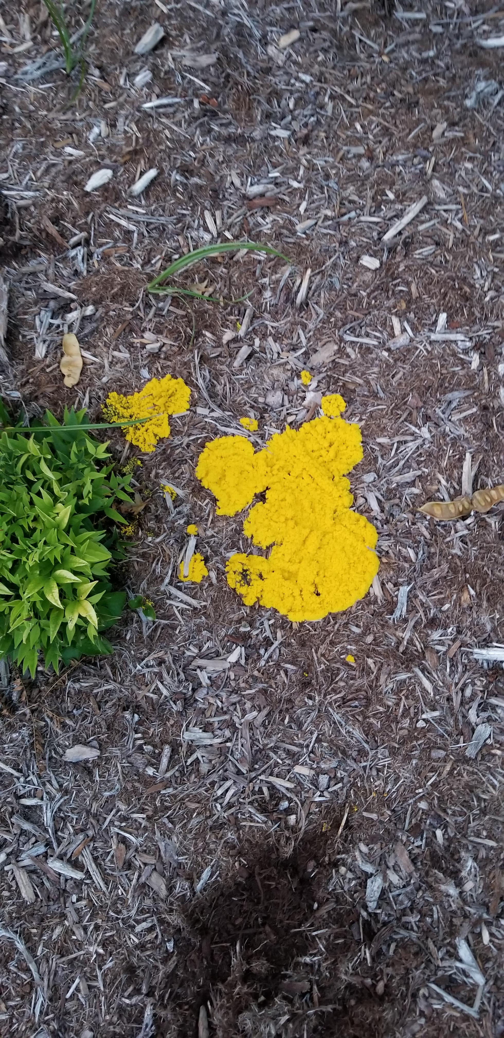 Central North Carolina. First time seeing slime mold in flower bed. I'm