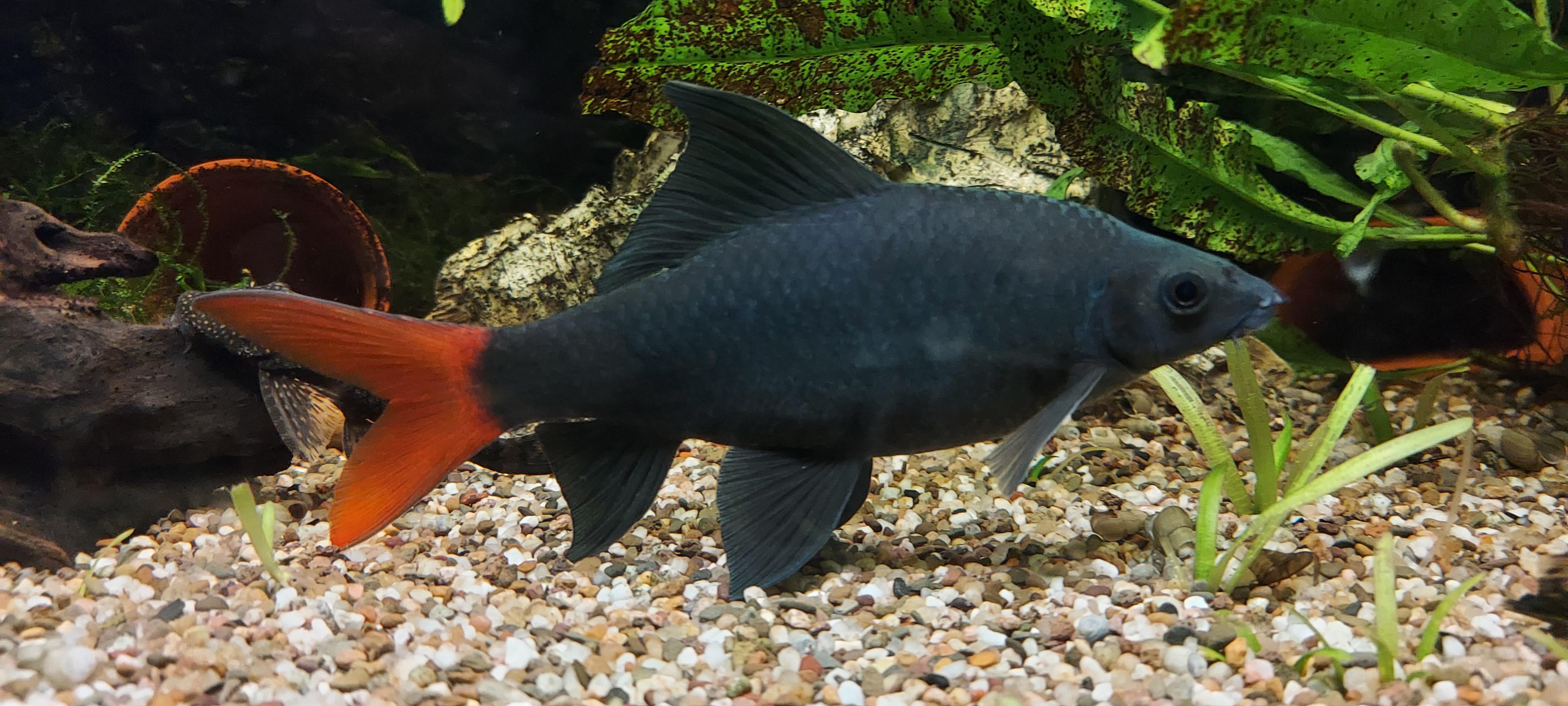 Red Tail Shark 101 Care Guide, Breeding, Tank Size & Disease