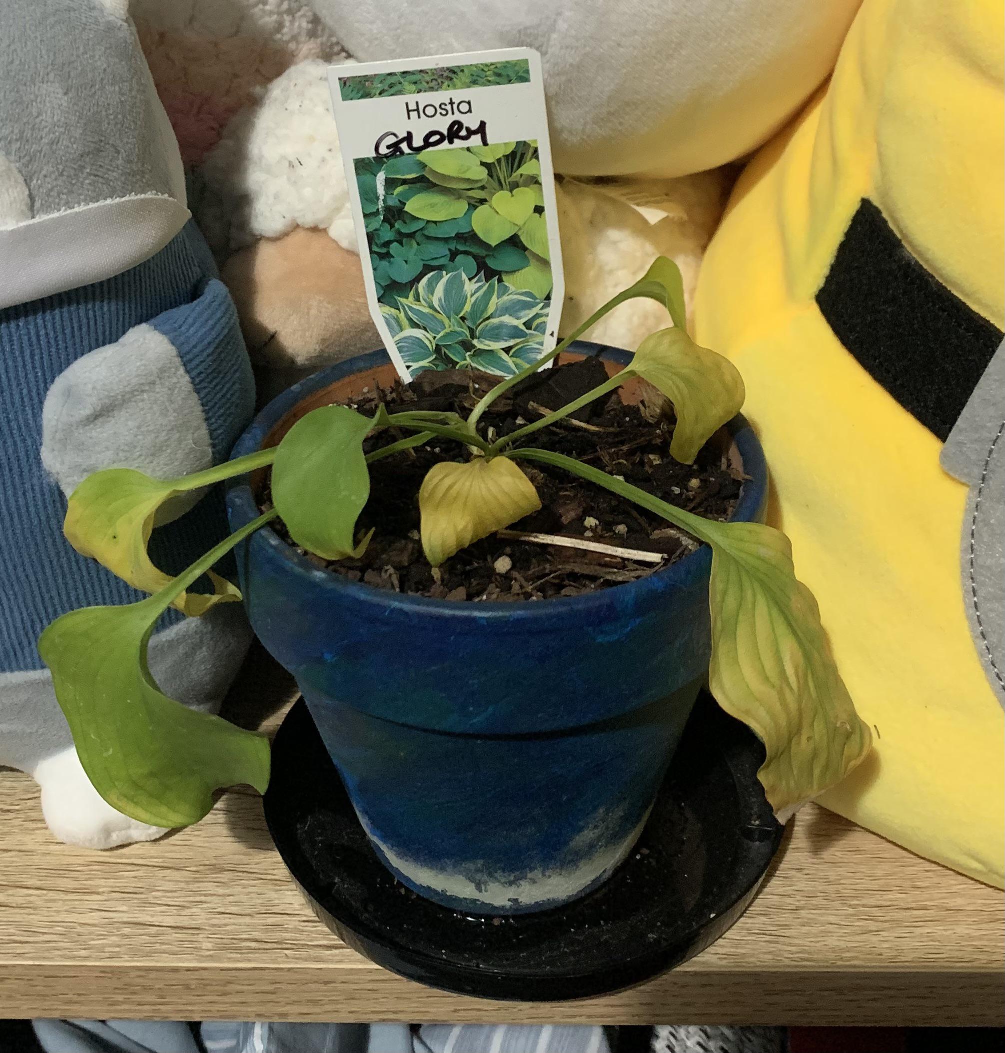 help;; r/houseplants