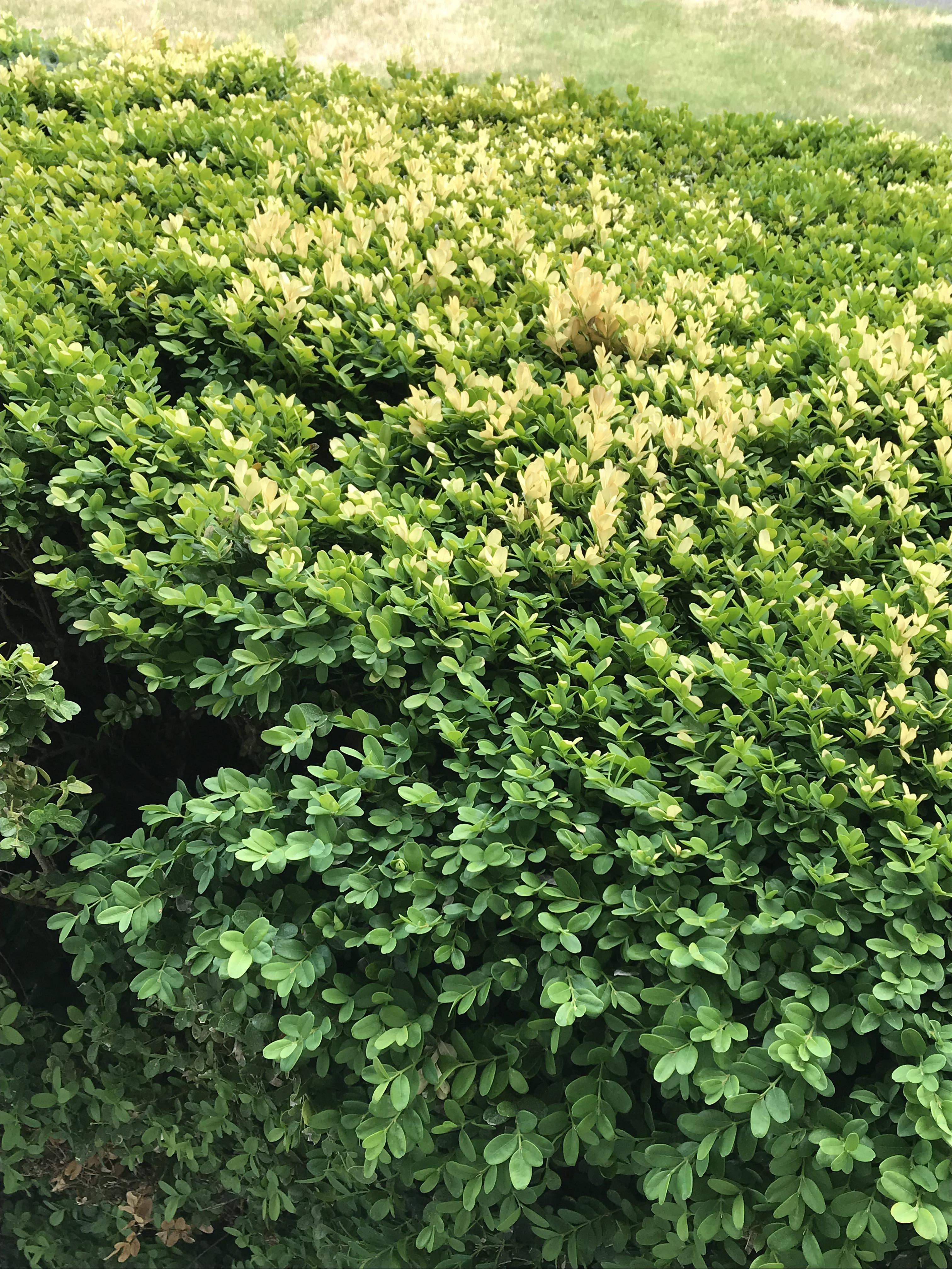 Boxwood Hedge (?) top leaves yellowing. Thought it was due to new