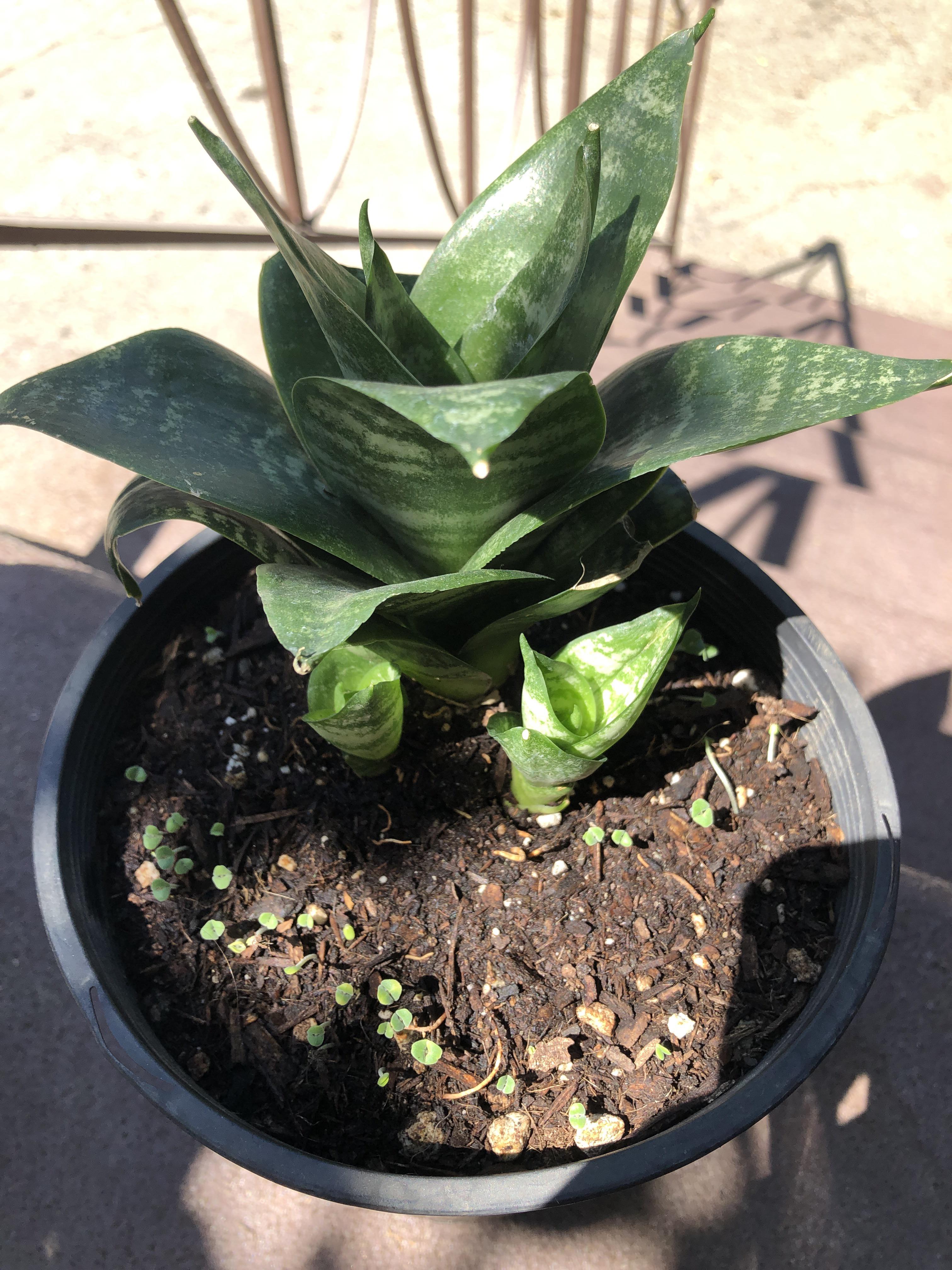 do snake plants count as a succulent? trying to grow chia
