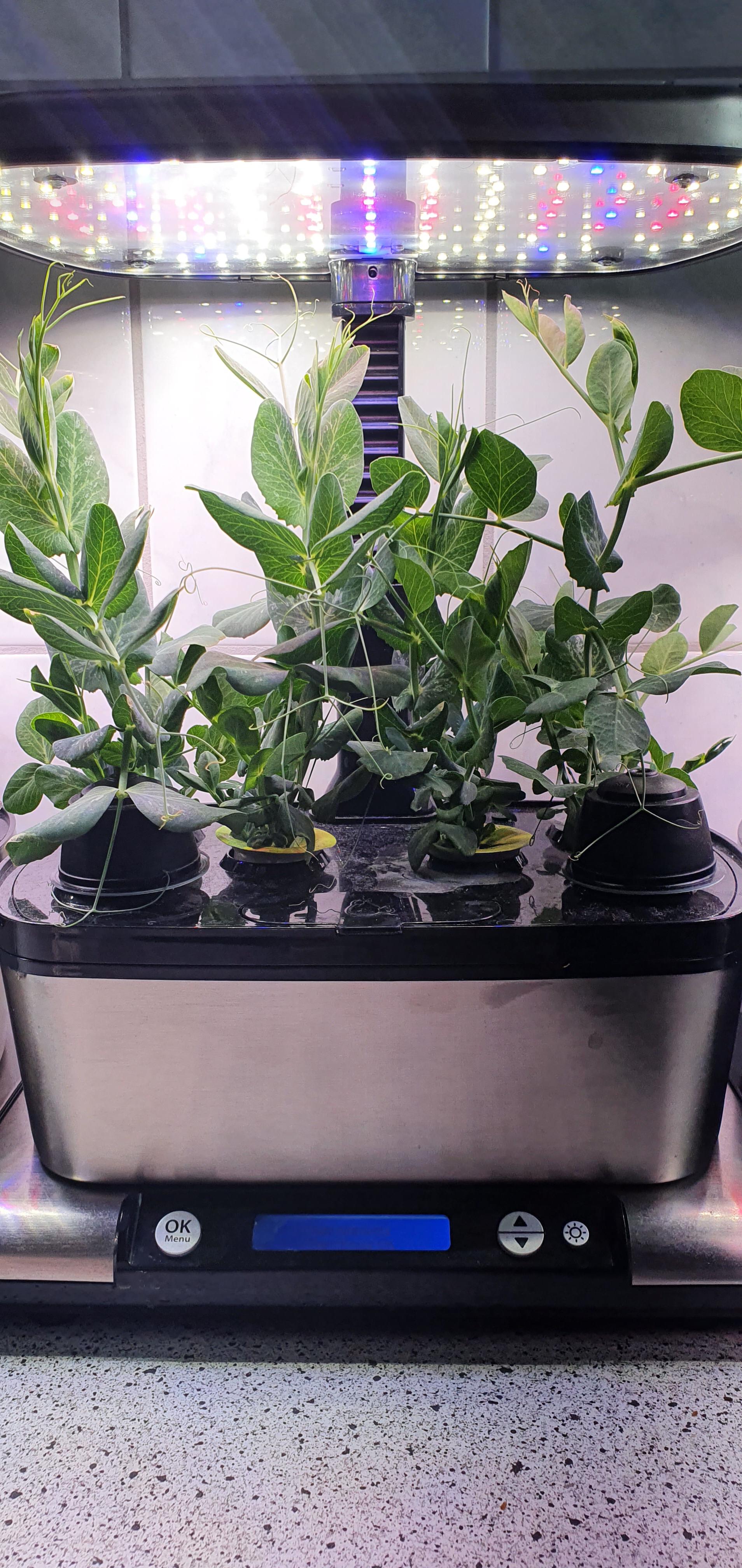 Sugar snaps doing well aerogarden